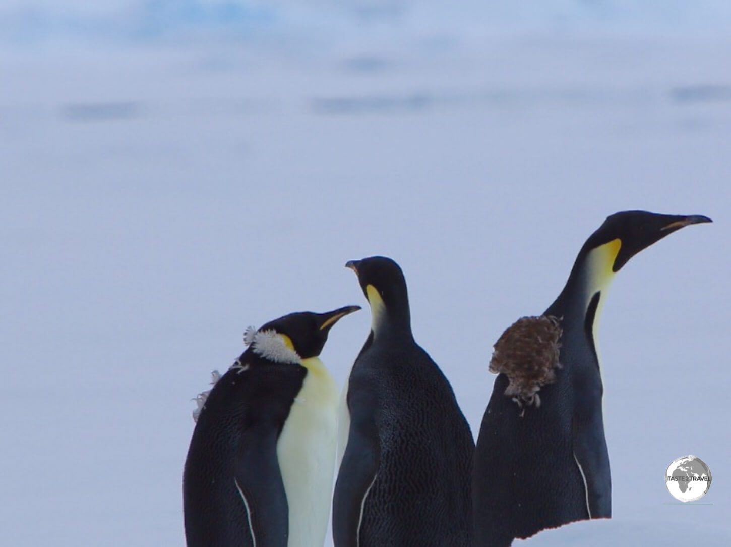 Emperor penguins in Crystal Sound slowly shedding their old feathers during their annual <i>Catastrophic Moult</i>.