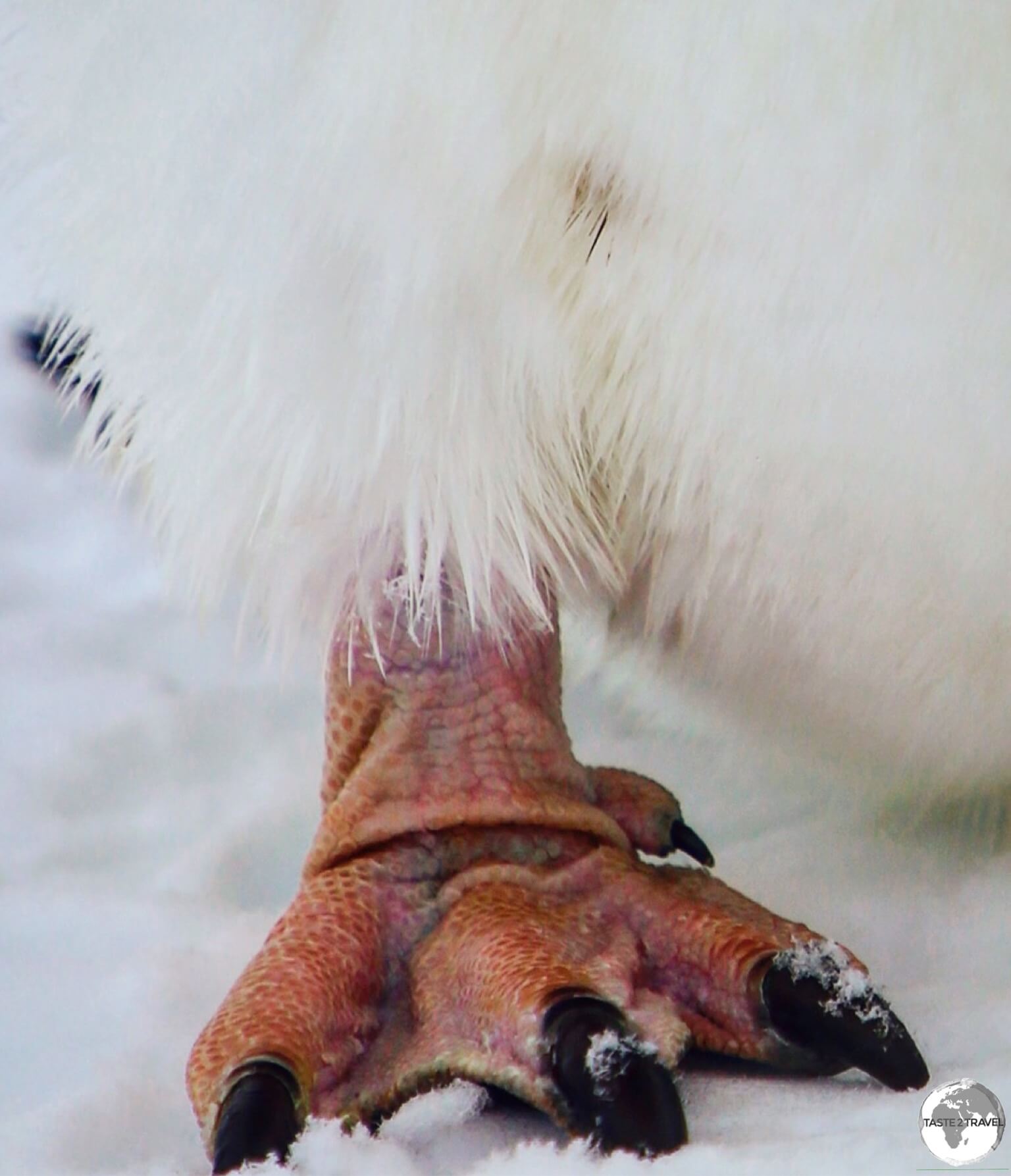 Gentoo penguins, such as this one at Port Lockroy, have peach-coloured feet.