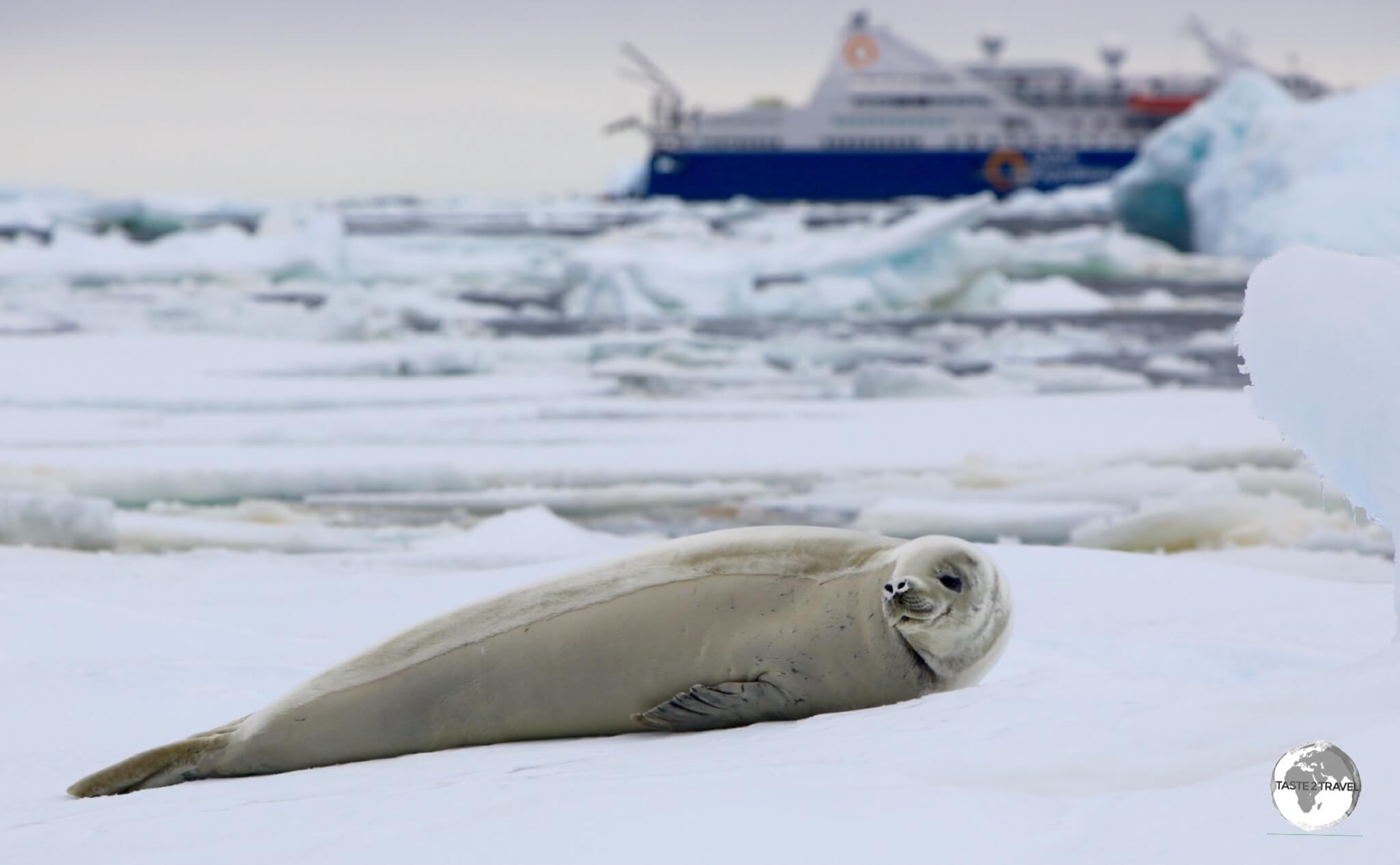 After our 77-hour crossing of the Drake passage, this was our first sighting of a Crabeater seal during our sea excursion off Adelaide island.