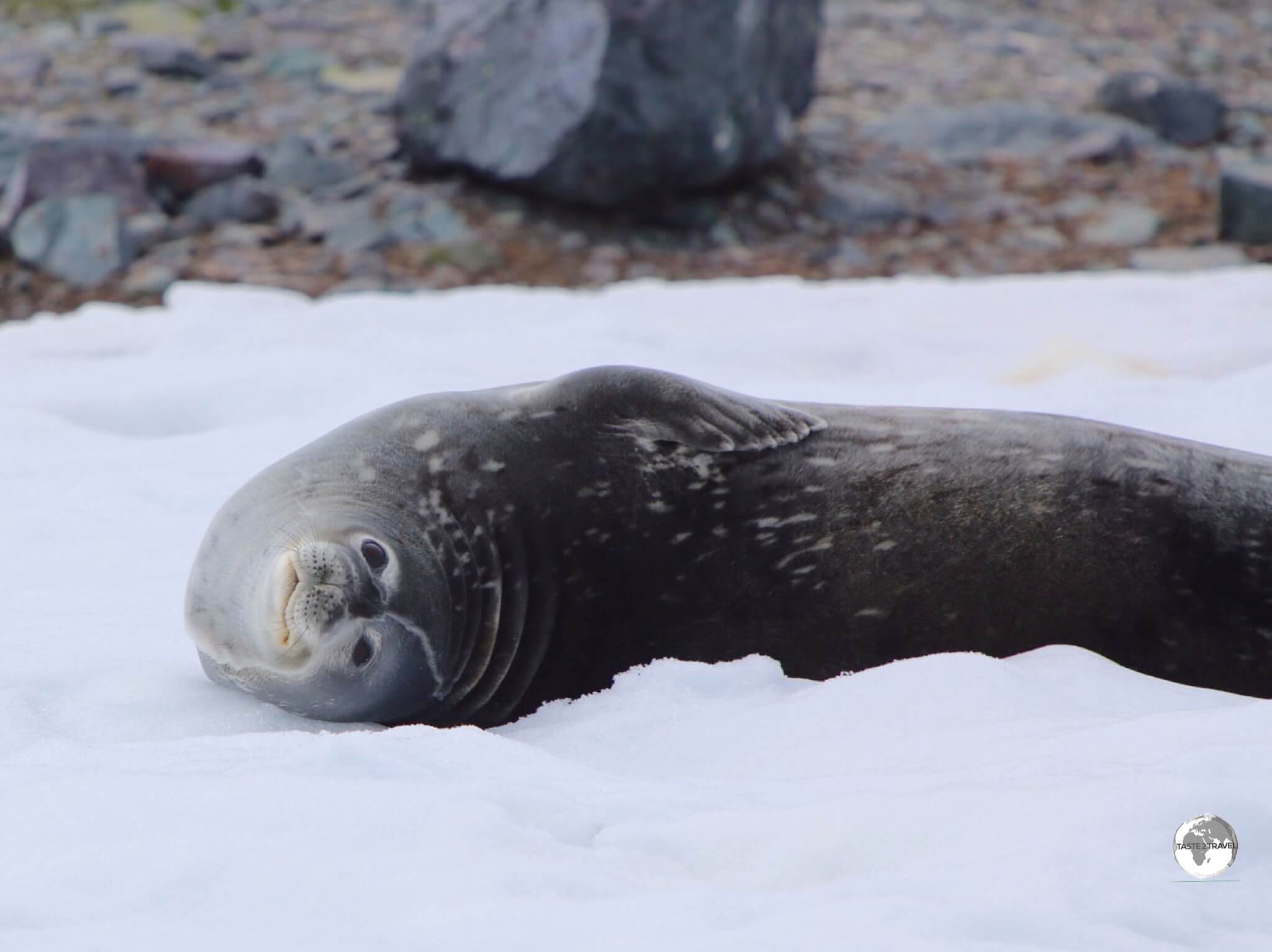 A Weddell seal relaxing on D’Hainaut Island. 