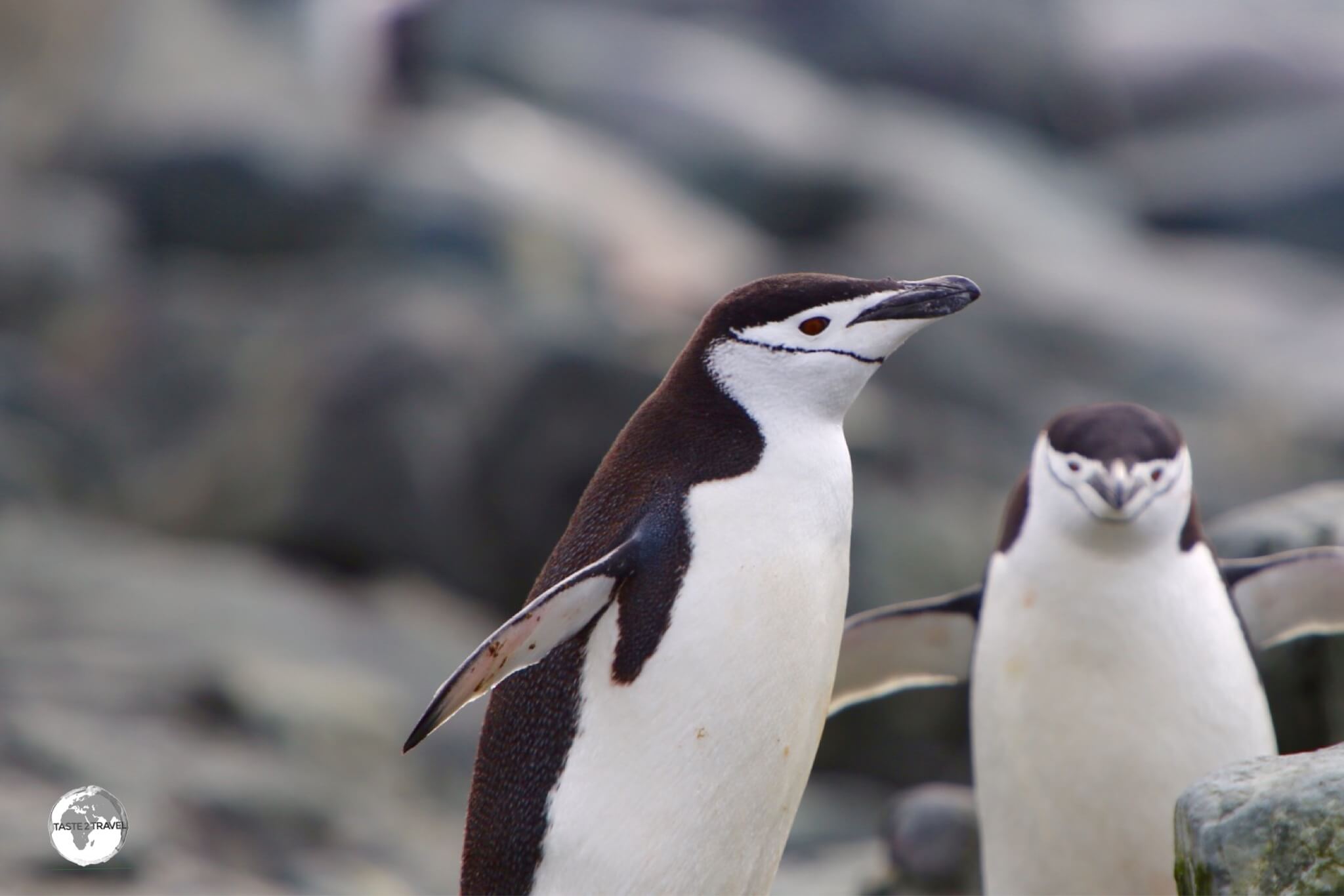 Chinstrap penguins, such as these on Trinity Island, are named for the narrow black band under their heads.