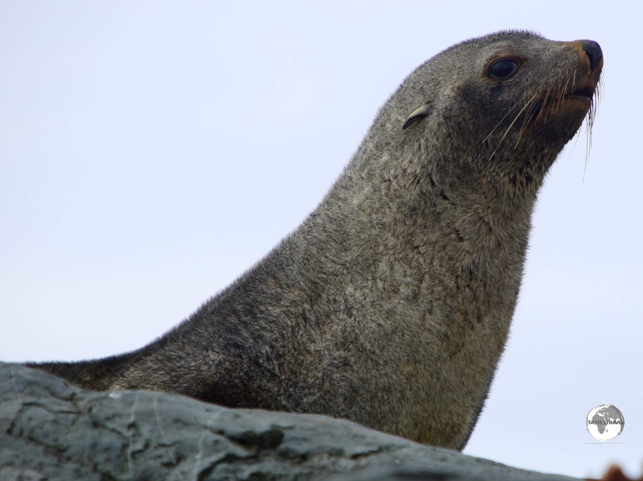 The Antarctic fur seal, such as this one at Trinity Island, is the only 'eared' seal in Antarctica.