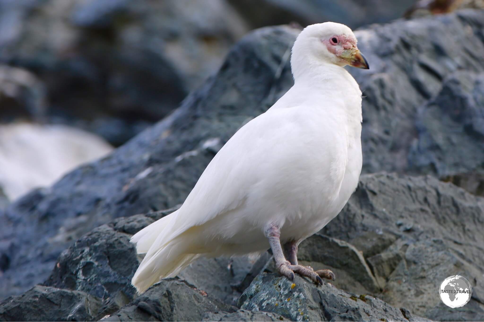 A Snowy Sheathbill in Antarctica.