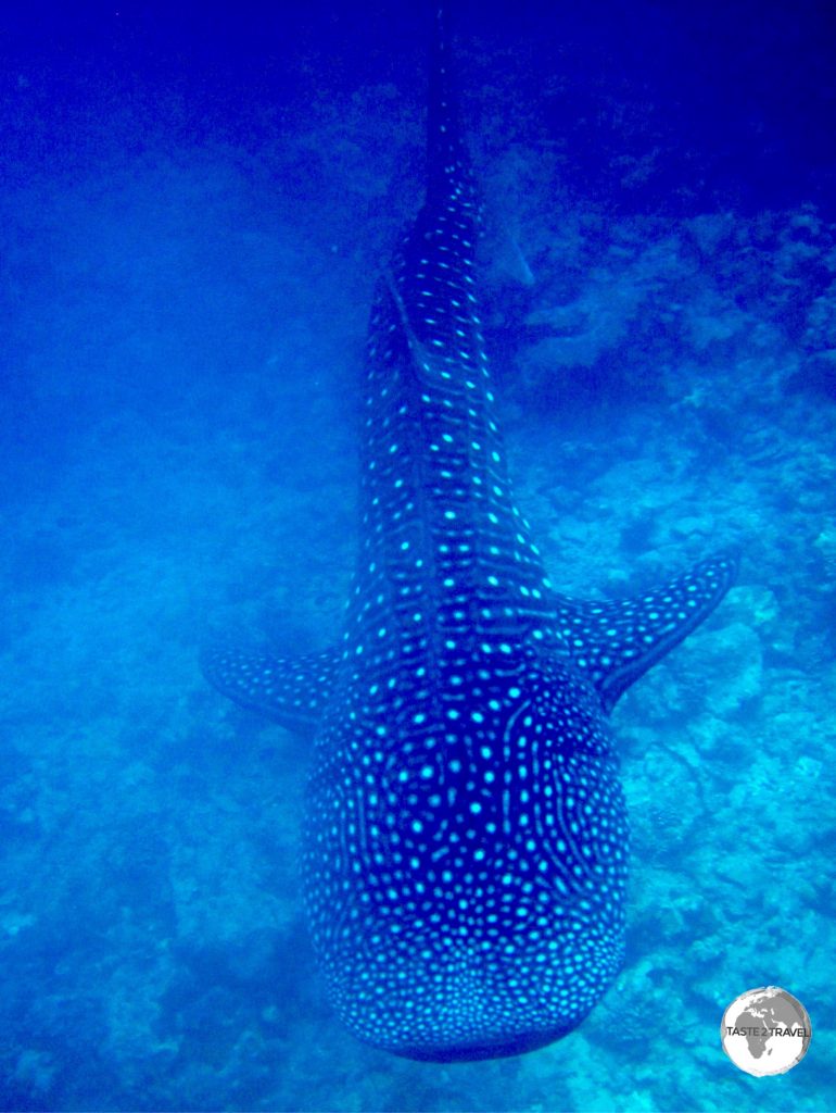 Snorkelling with a majestic Whale Shark is an unforgettable experience.