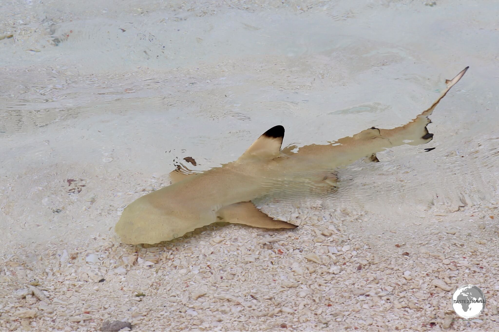 The waters around Vilamendhoo Island are teeming with sharks, with baby sharks constantly seen cruising along the shoreline.