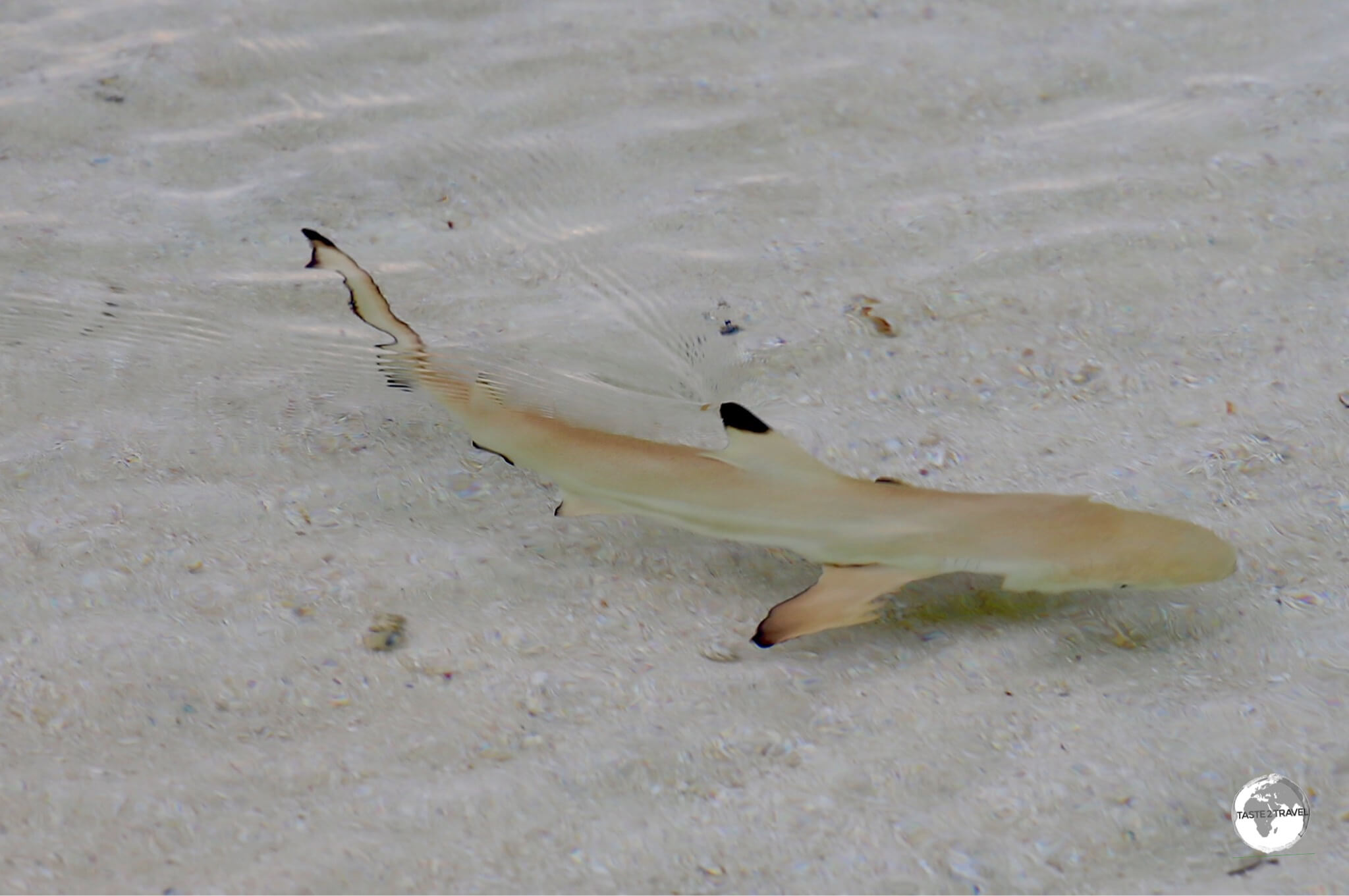 During my stay, baby black-tip reef sharks were constantly swimming along the shoreline of the Vilamendhoo Island Resort and Spa.