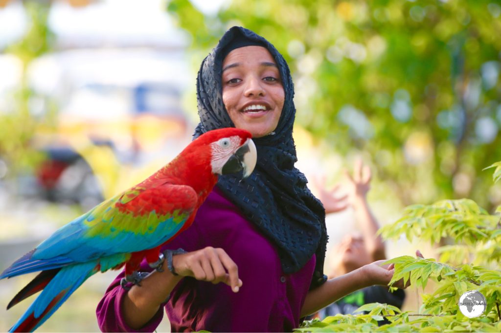 A long way from home - a pet Macaw being taken for a walk on Maafushi Island.