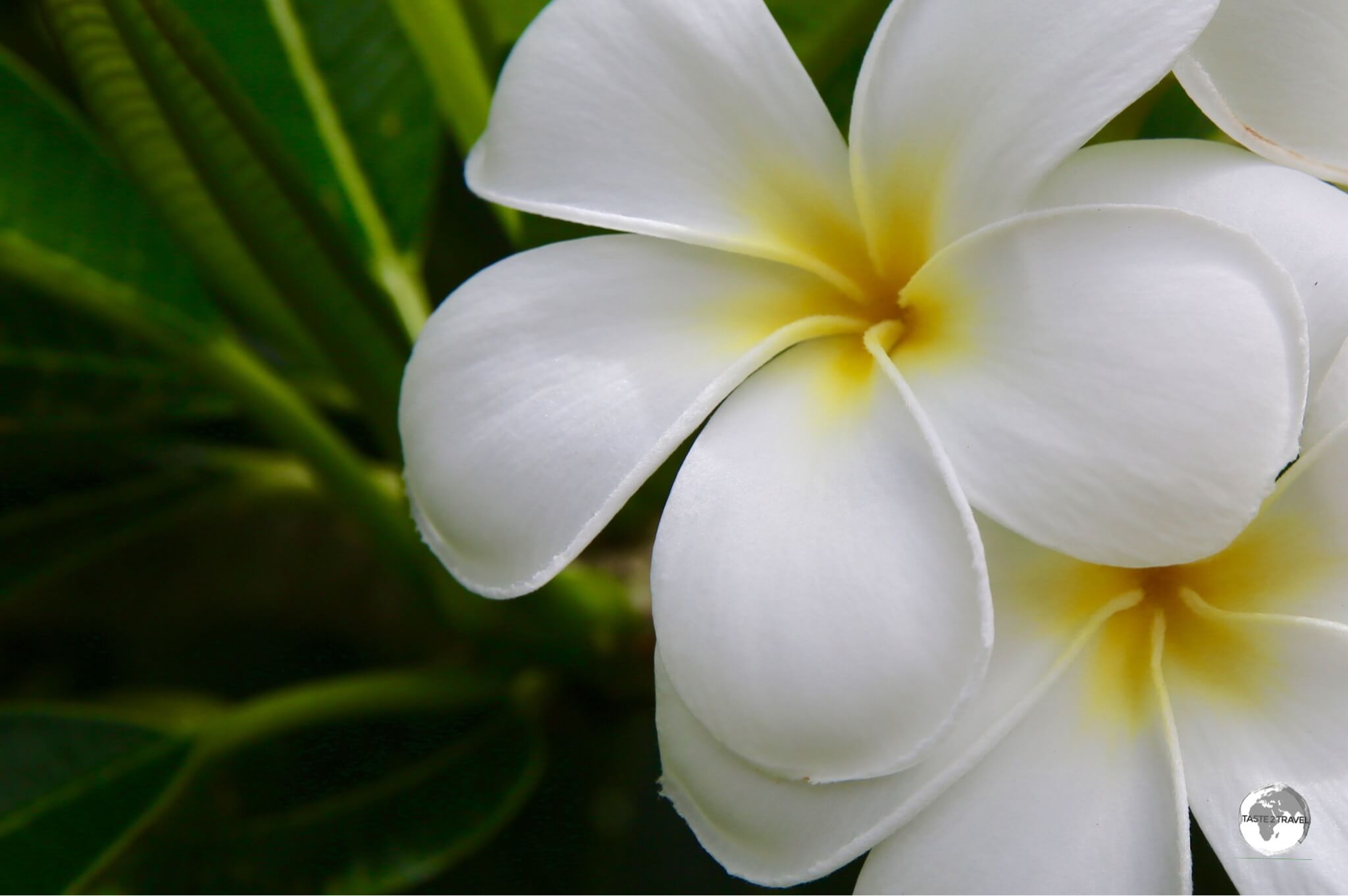 Fragrant Frangipani's are everywhere on Tongatapu.