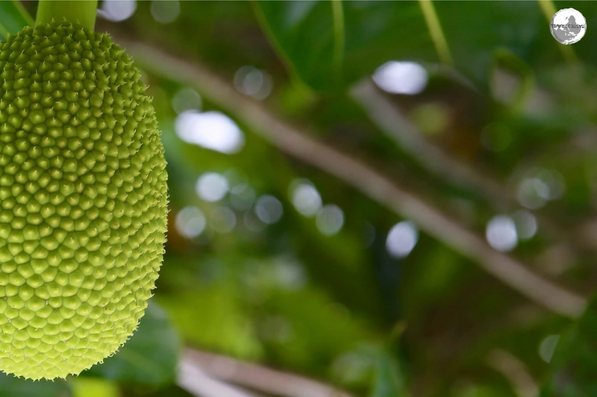 After being discovered on Tahiti by Captain James Cook, Breadfruit was transported to the Caribbean by William Bligh.