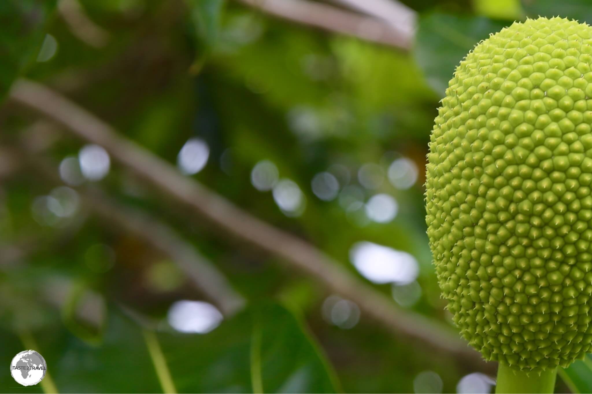 The rich volcanic soil on Tongatapu is ideal for growing different fruits and vegetables, including breadfruit.