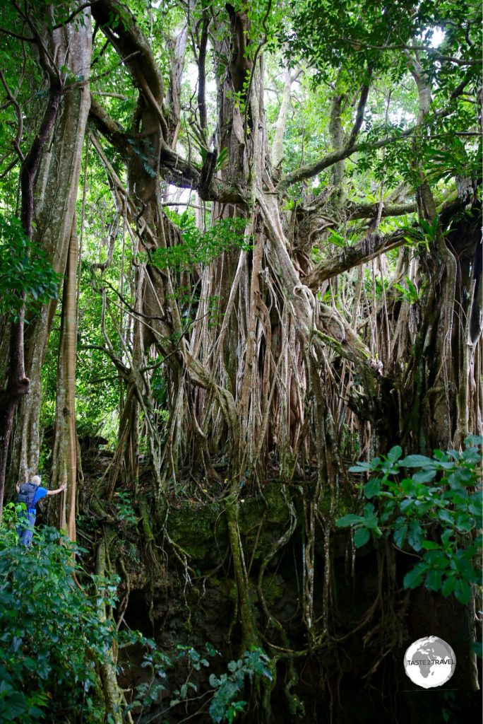 A hiker provides scale for the huge Ovava (Giant Strangling Fig) tree on 'Eua Island.