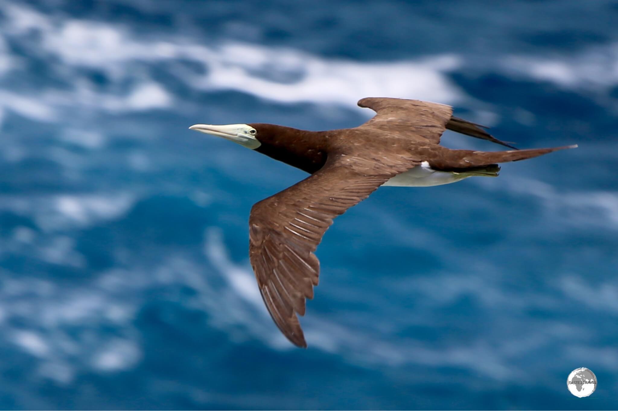 A Brown Booby soaring on the breeze at the Rock garden on 'Eua Island.