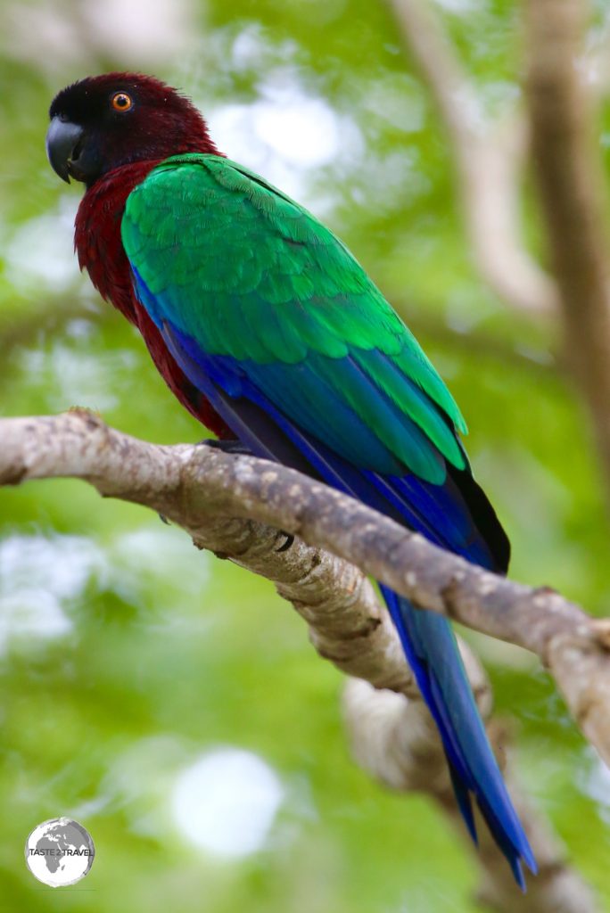 The rare Maroon-shining parrot (Red-shining parrot) on Fafa Island.