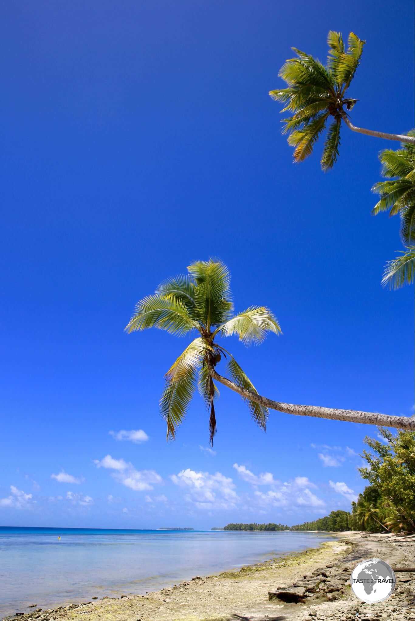 Palm trees on Funafuti Lagoon.