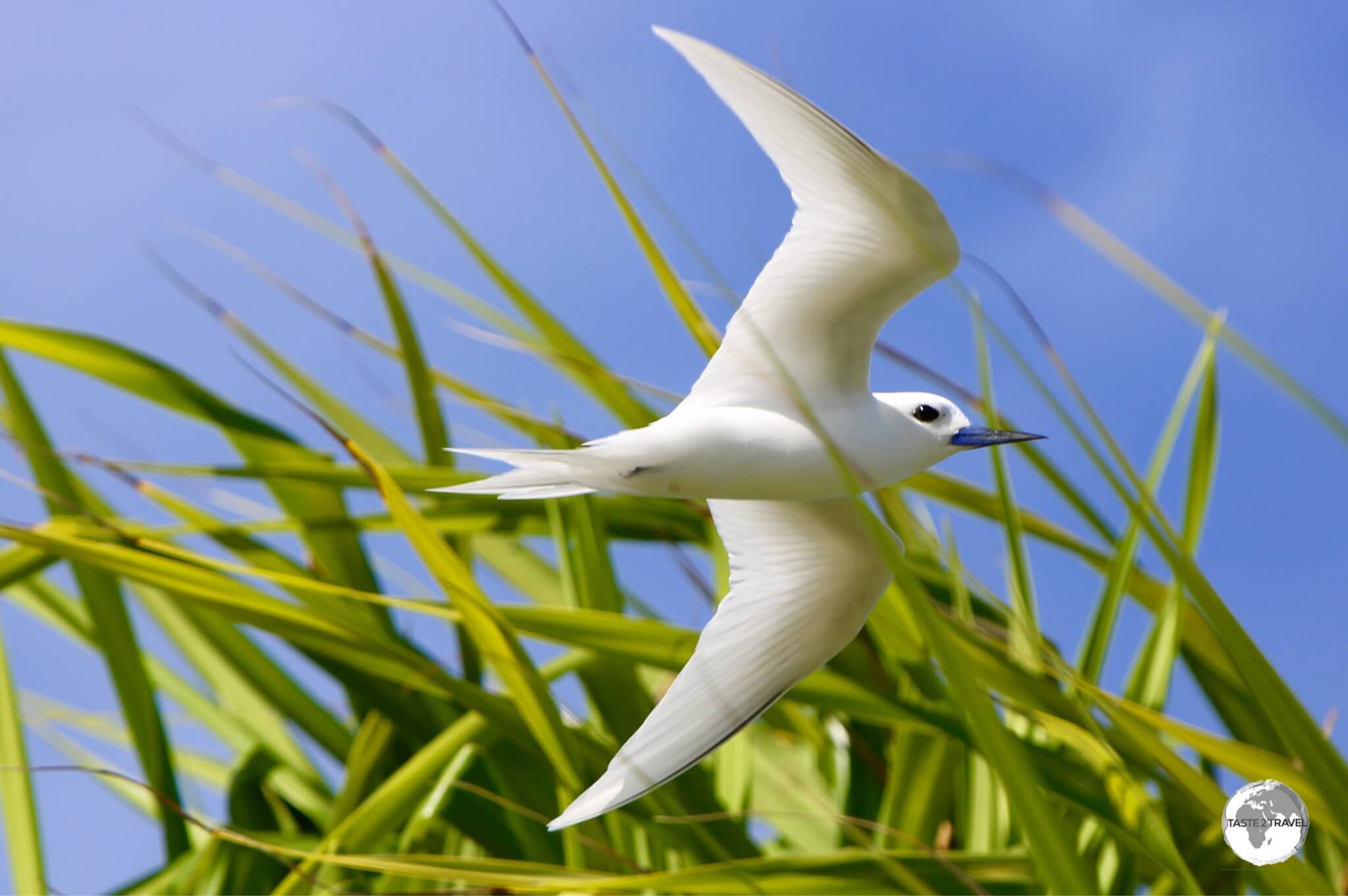 A white Tern battling the sea breeze on Funafuti.