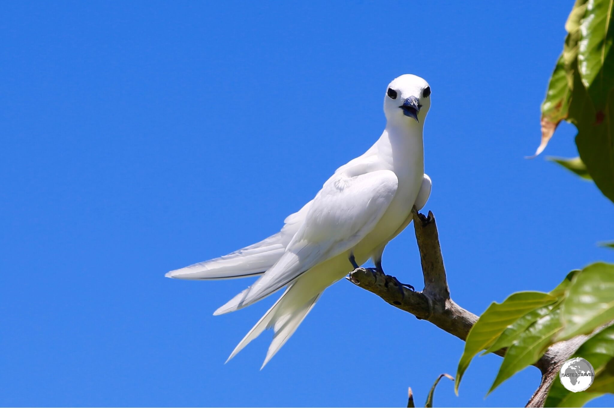 A curious White tern on Funafuti, a bird watcher's paradise. 