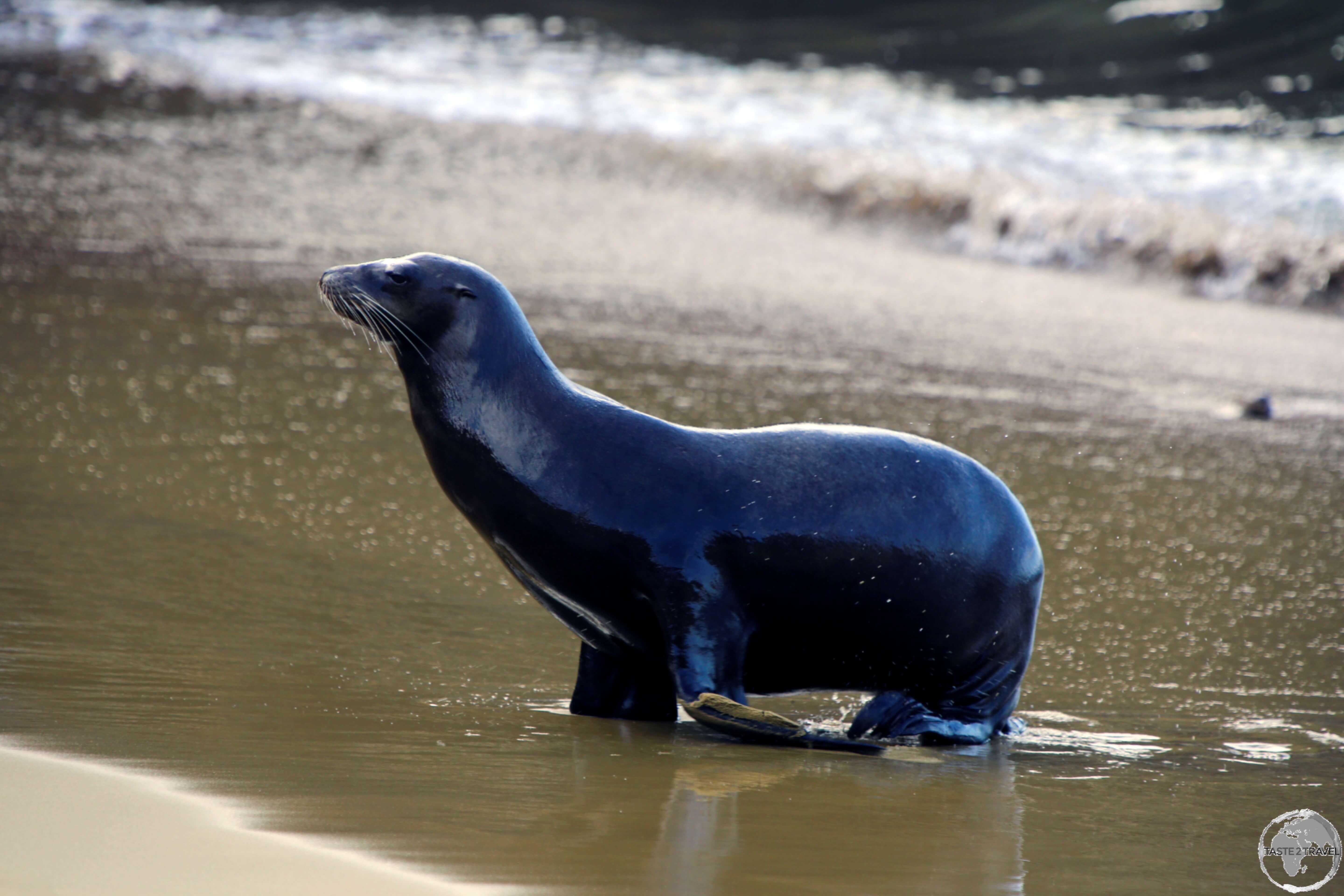 A Galápagos Sea Lion emerging from the sea at Punta Pitt.