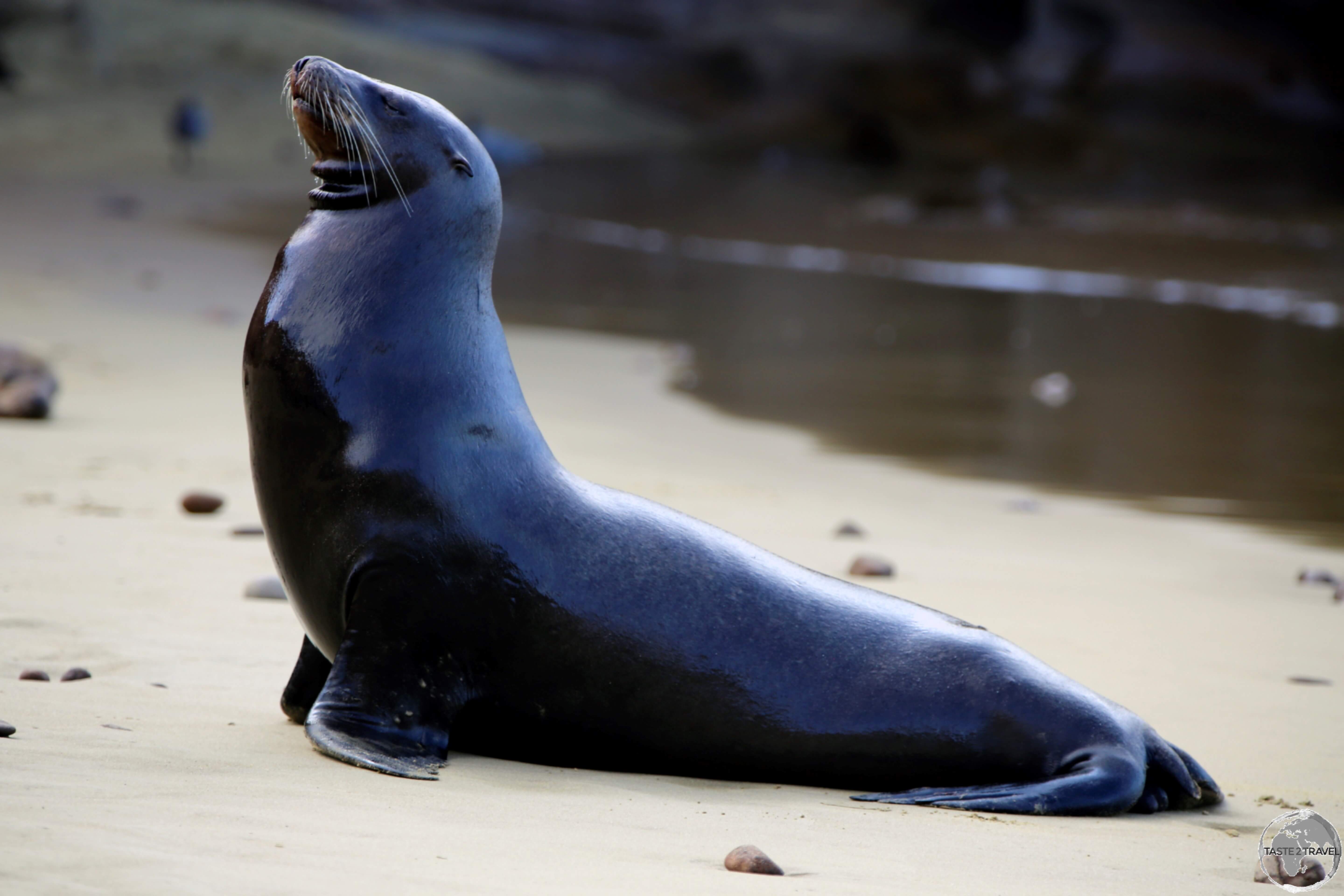 A glistening Galápagos Sea Lion on the beach at Punta Pitt, San Cristóbal Island. 