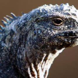 A Marine Iguana at Punta Pitt, San Cristóbal Island.