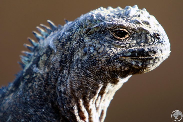 A Marine Iguana at Punta Pitt, San Cristóbal Island.