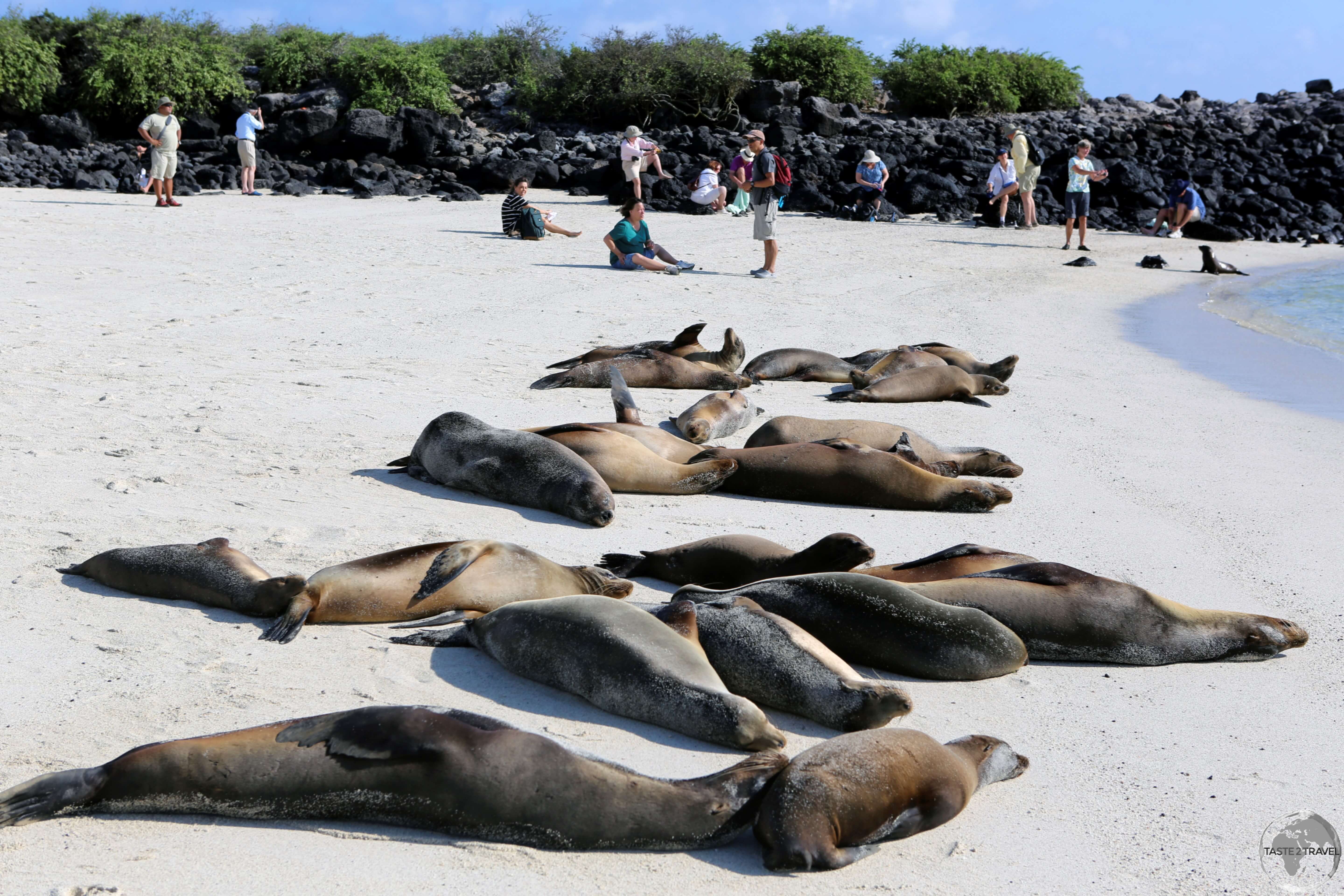 Galapagos Sea Lions relaxing on the shores of Barrington Bay, Santa Fe Island.