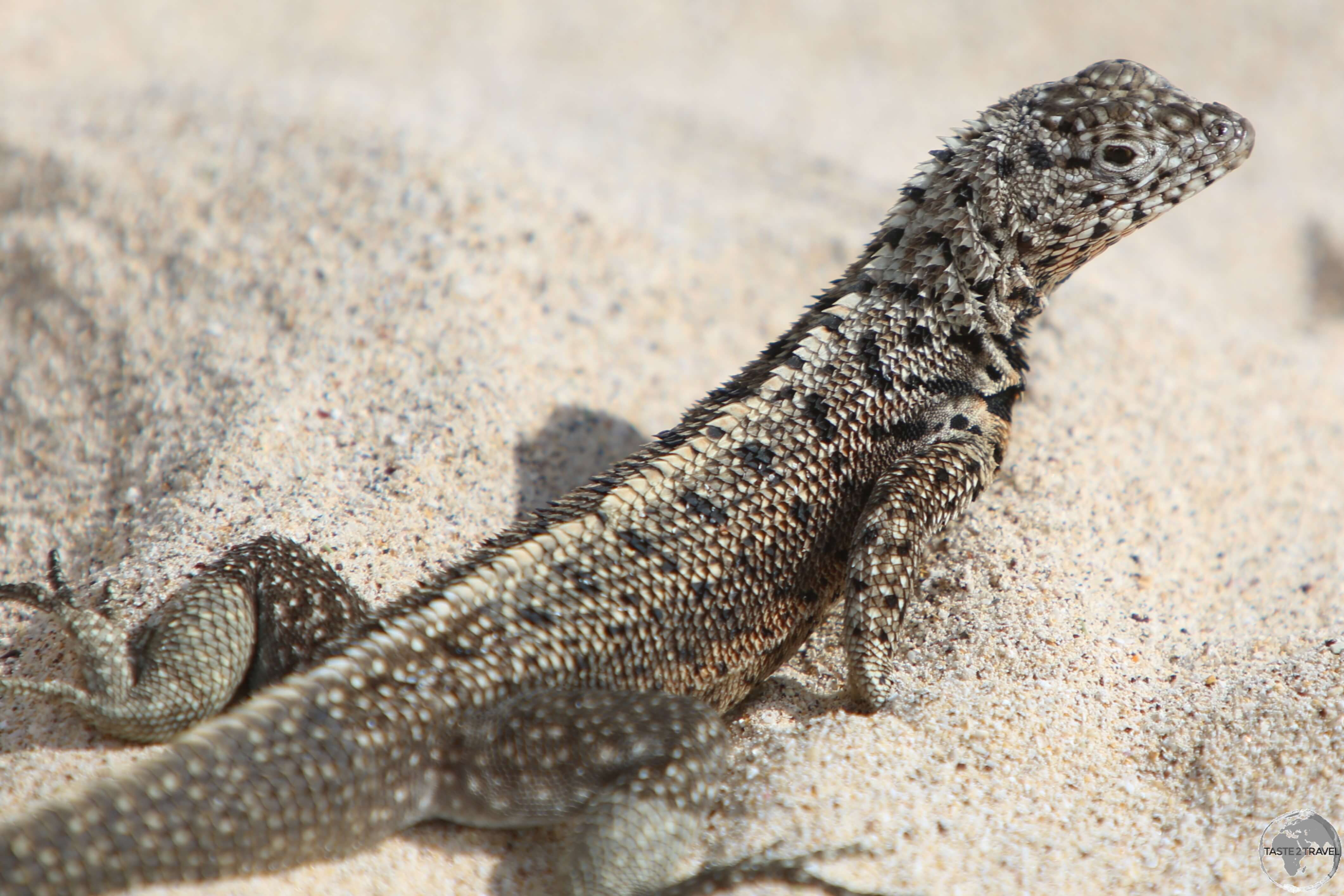 The endemic Santa Fe Lava Lizard on the sand at Barrington Bay, Santa Fe Island.