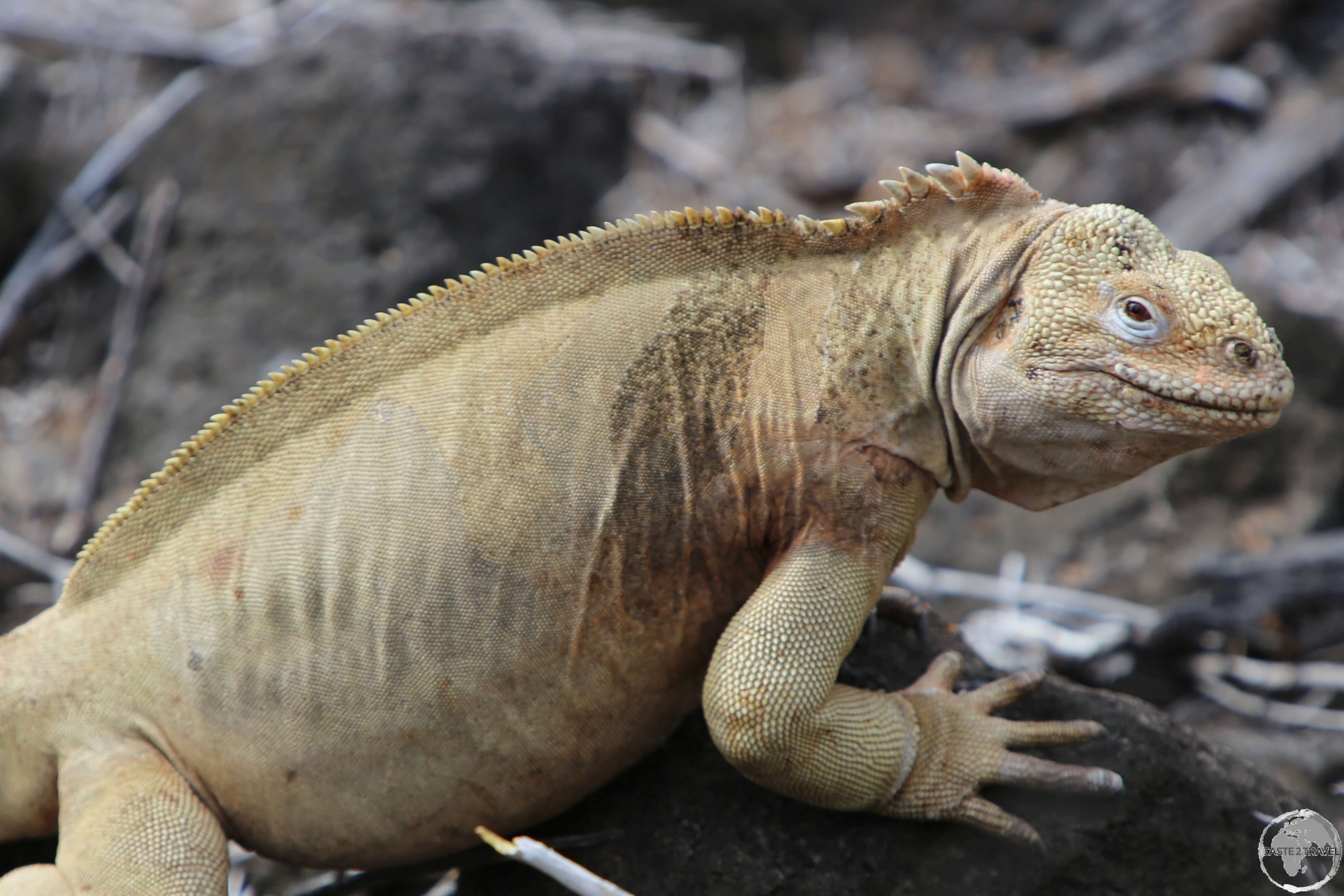 Santa Fe island is home to the endemic Santa Fe land iguana.