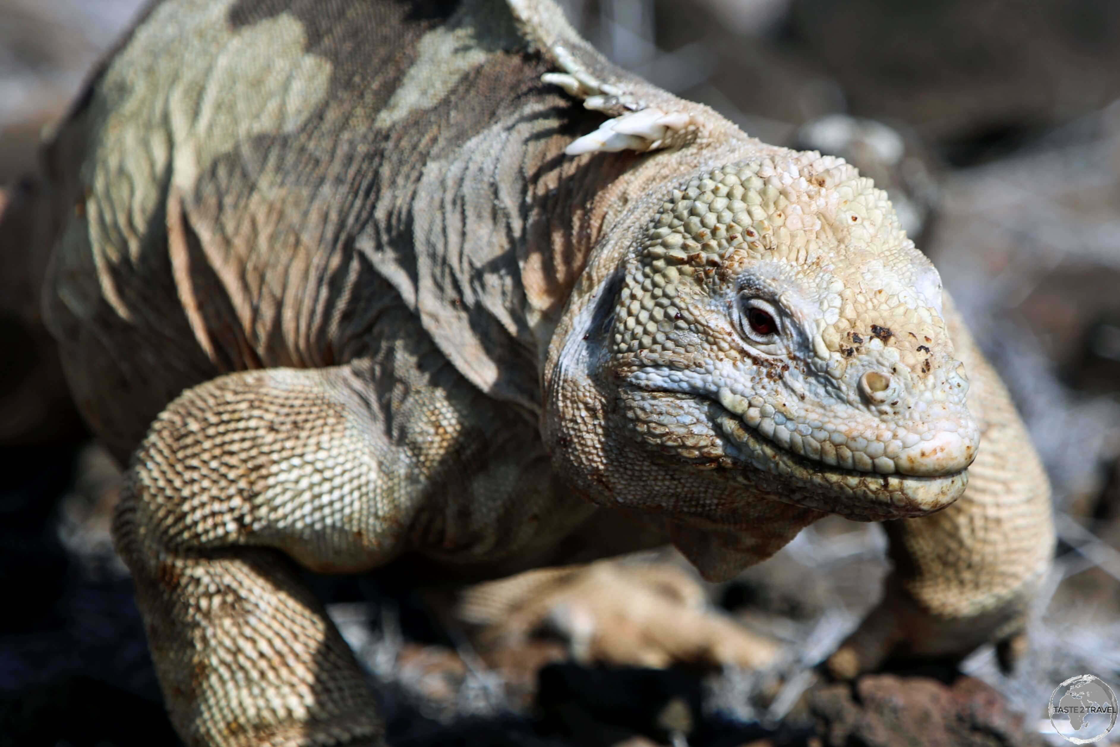 "Fifty shades of beige!" - the Santa Fe land iguana is a common site on Santa Fe Island.