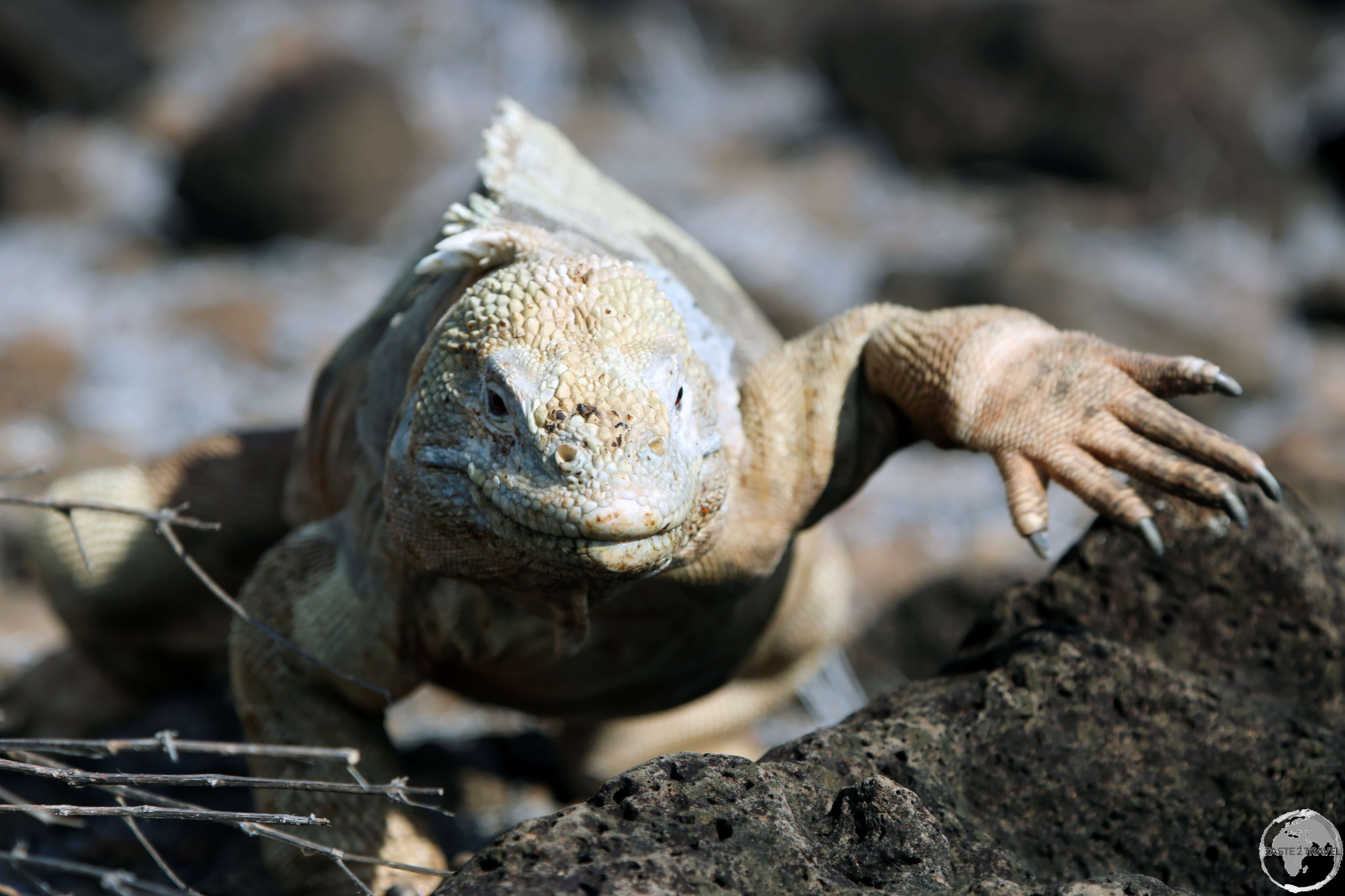 The Santa Fe land iguana is endemic to Santa Fe Island.