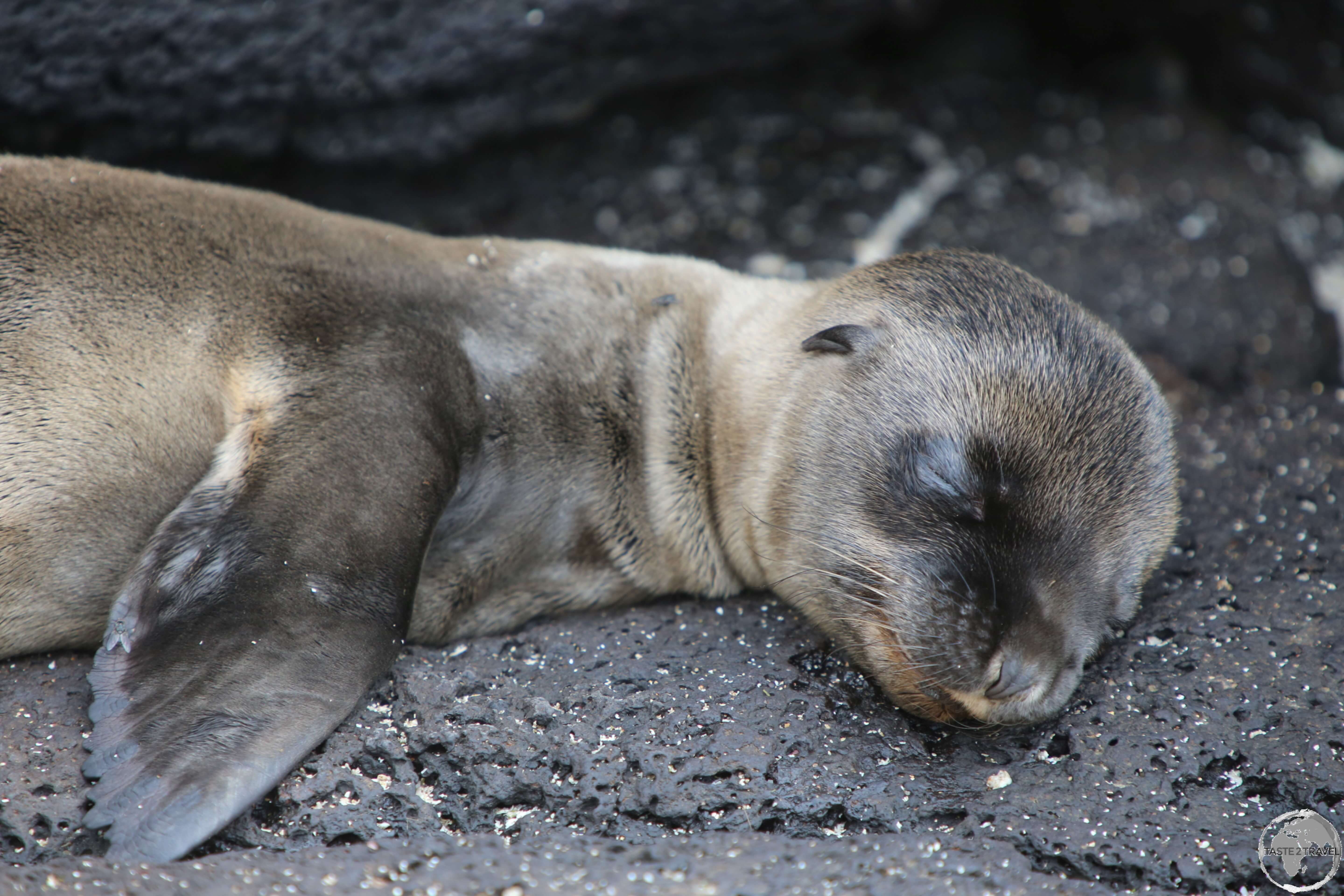 A Galápagos Sea lion pup sleeping on a slab of basalt rock at Barrington Bay, Santa Fe Island.