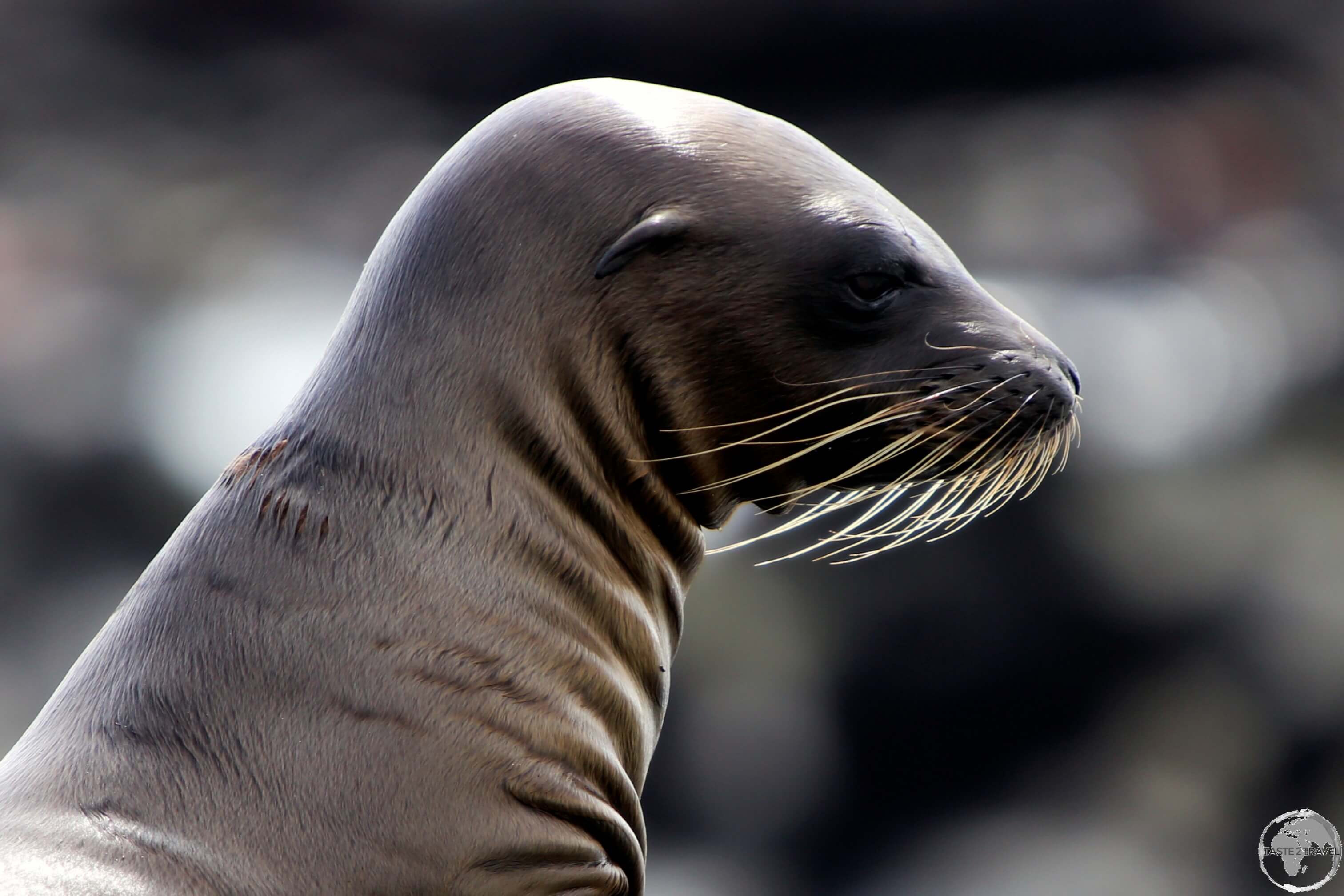 A Galápagos Sea lion basking in the midday sun on Santa Fe island.