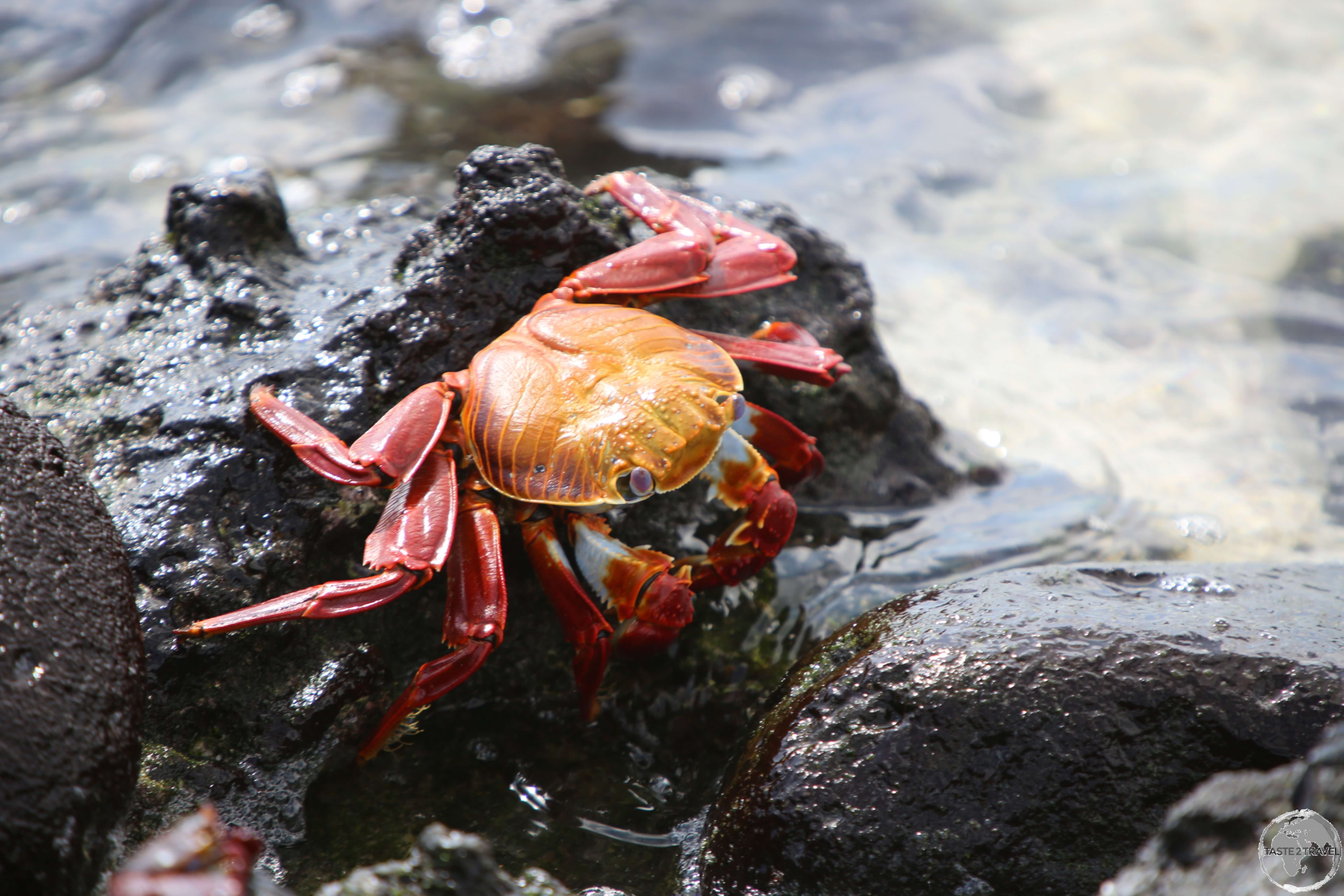 A dazzlingly orange "Galapagos Sally Lightfoot Crab" at Barrington Bay, Santa Fe Island.