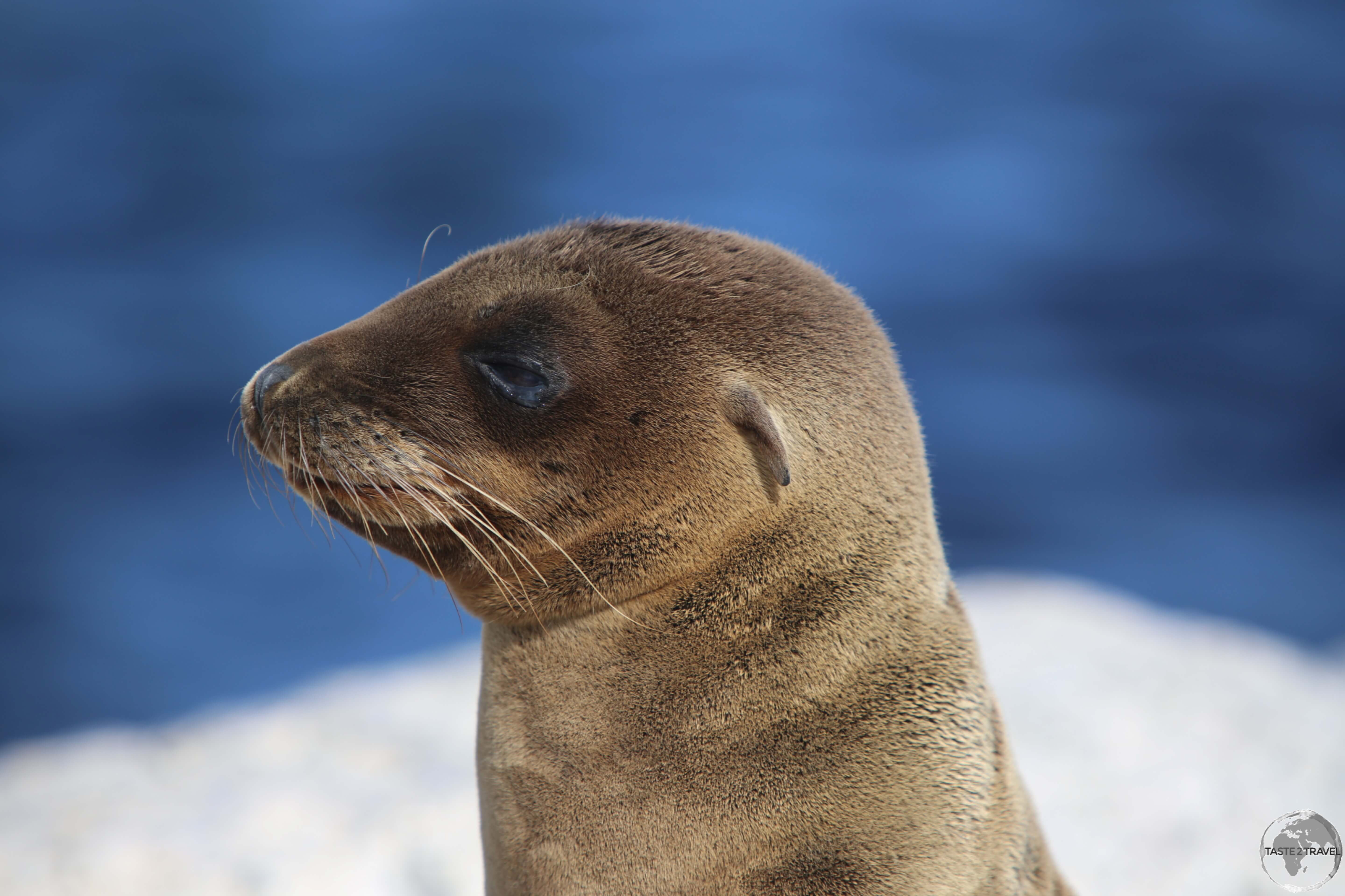 An adolescent Galápagos Sea lion at South Plaza Island.