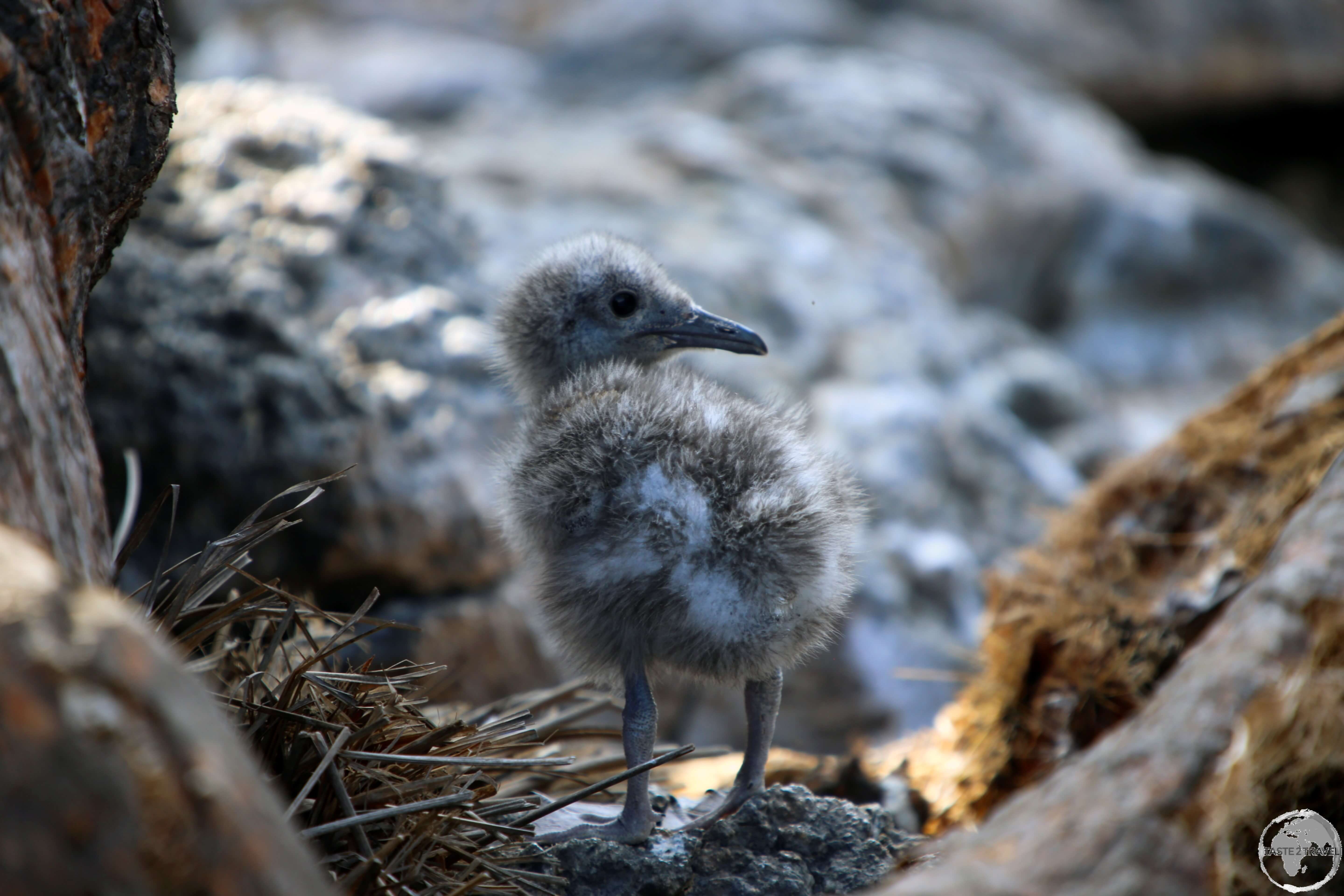 A Swallow-tailed gull chick in its nest on South Plaza island.