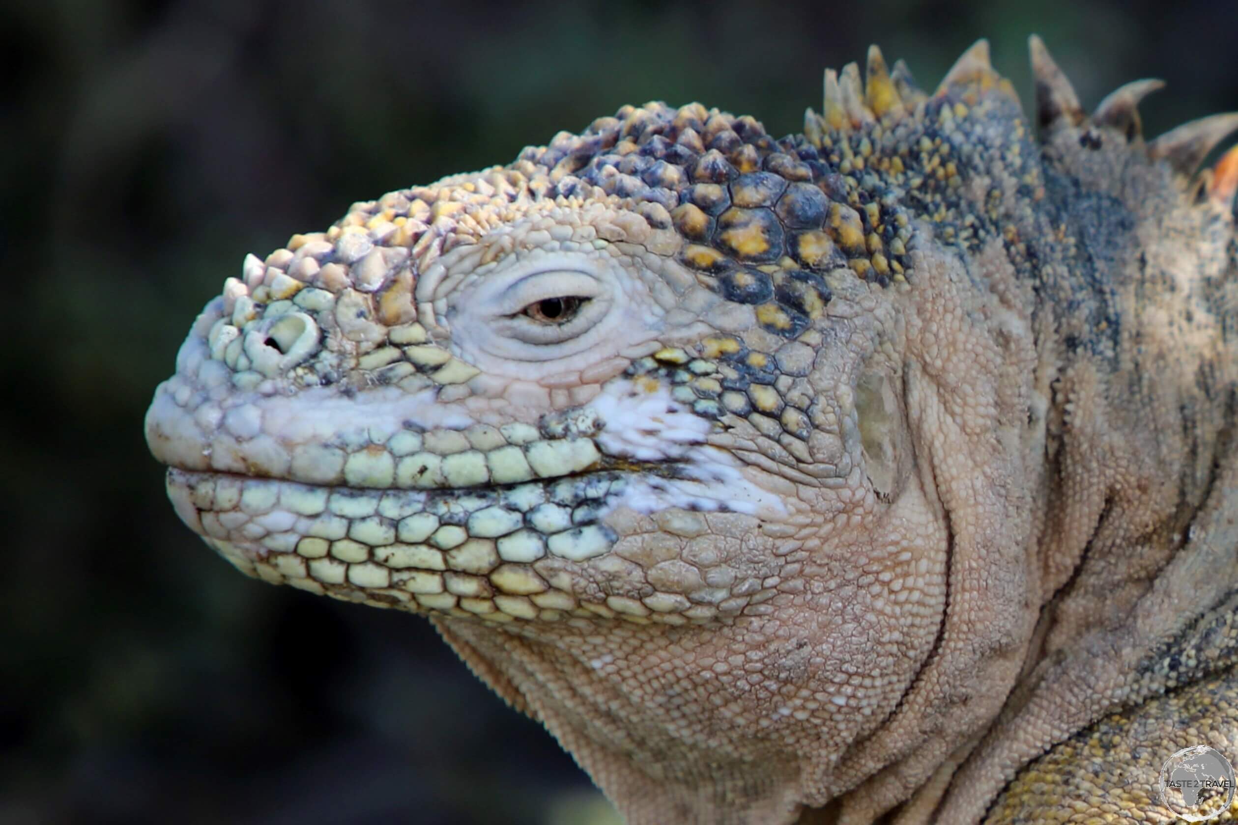 A Galapagos land iguana on South Plaza Island.