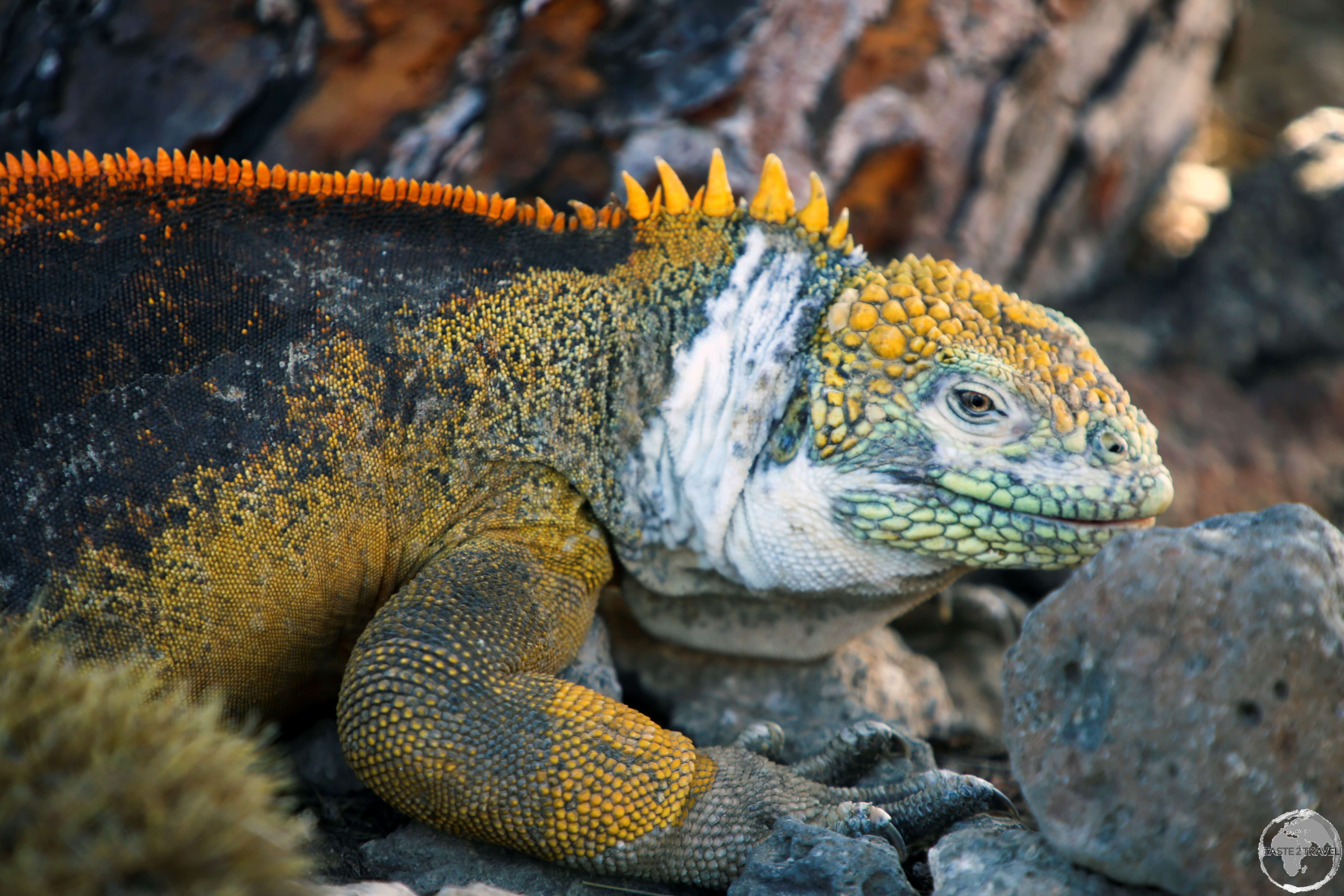 A very colourful Galapagos land iguana on South Plaza Island.