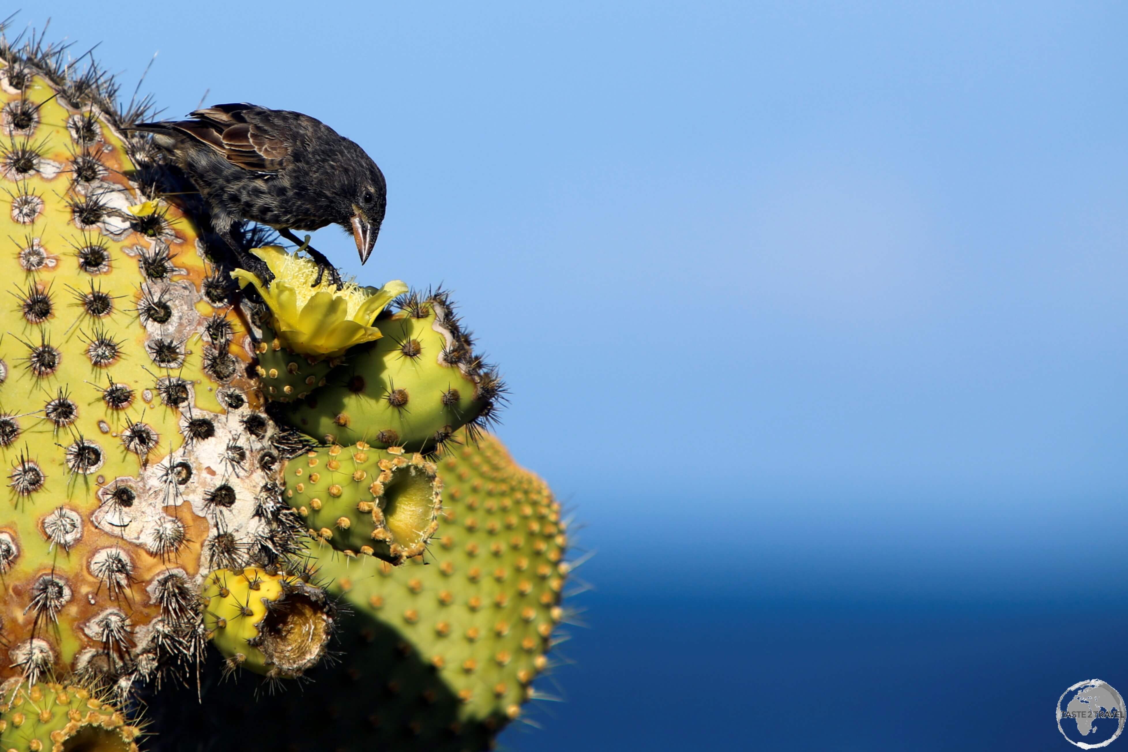 A Cactus finch (a member of the Darwin finch family) feeding off a Prickly Pear cactus on South Plaza Island. 