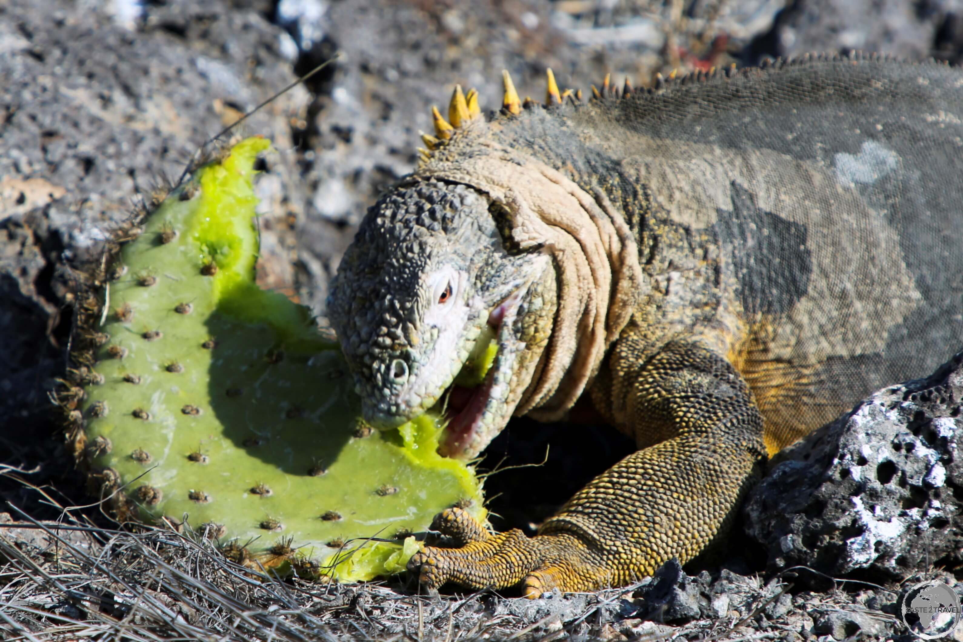 A Galapagos land iguana on South Plaza Island devouring a cactus. 