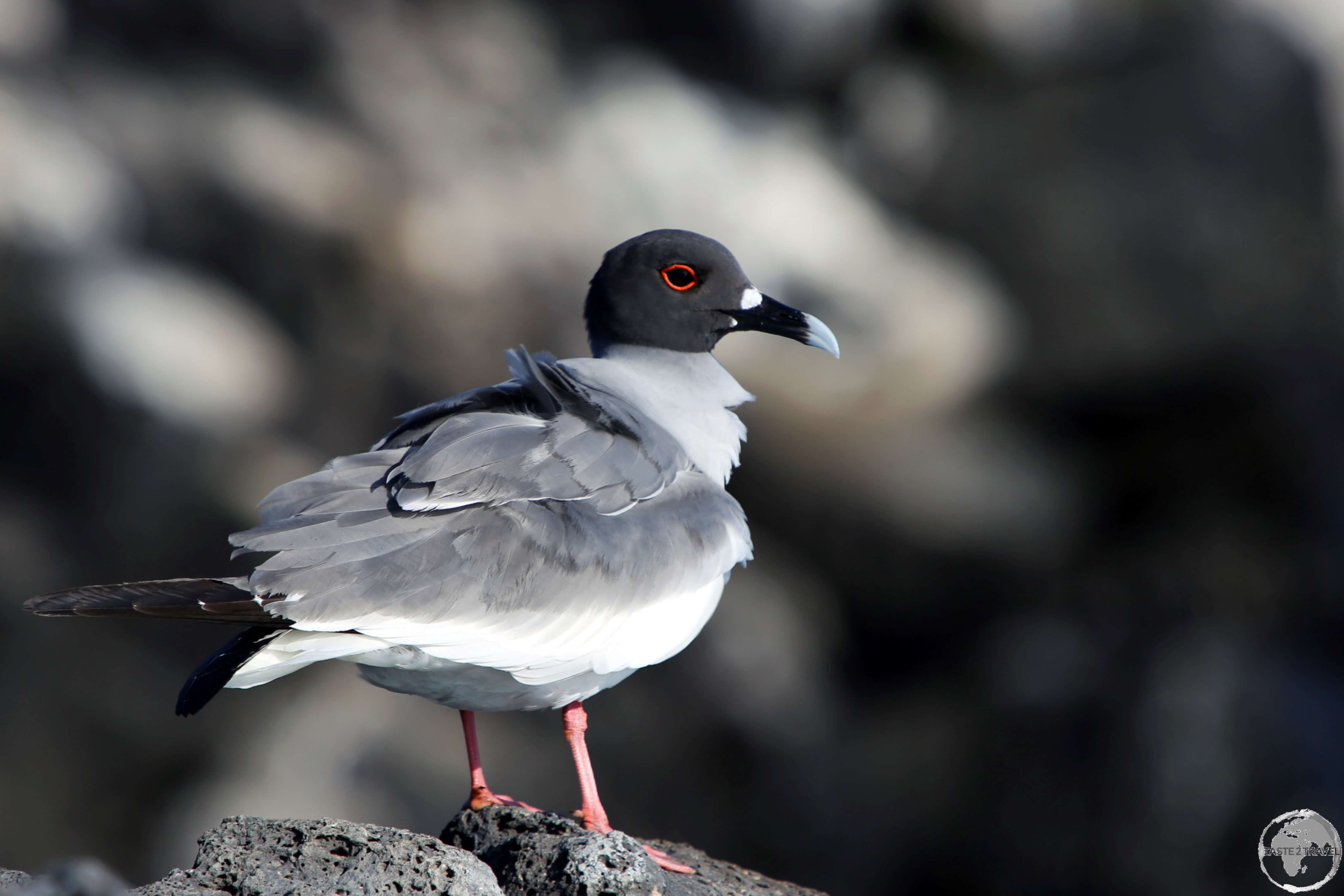 A Swallow-tailed gull on South Plaza island.