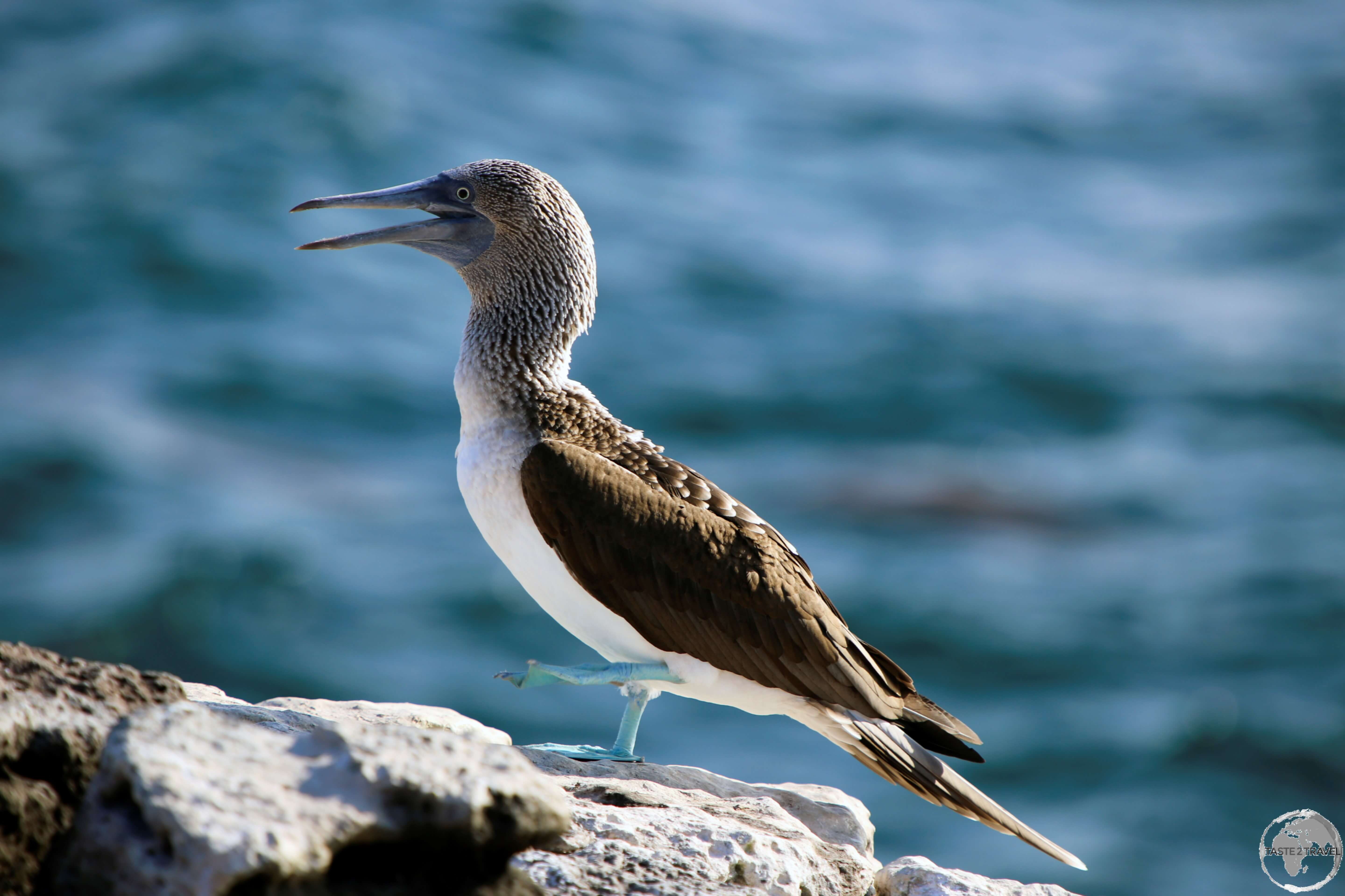 A Blue-footed Booby on South Plaza Island.