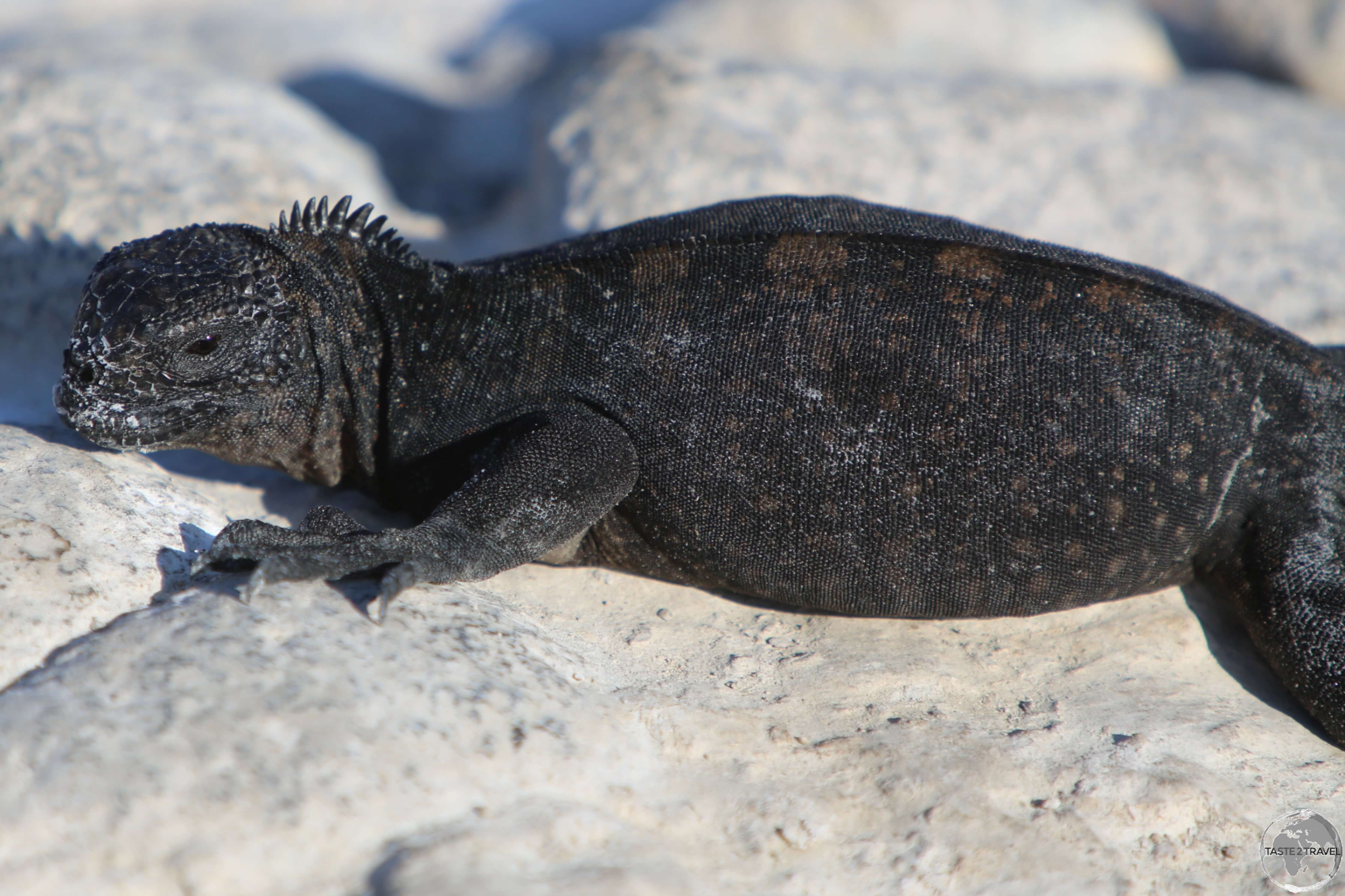 Juvenile Marine iguanas are coloured black, slowly changing colour as they mature. 