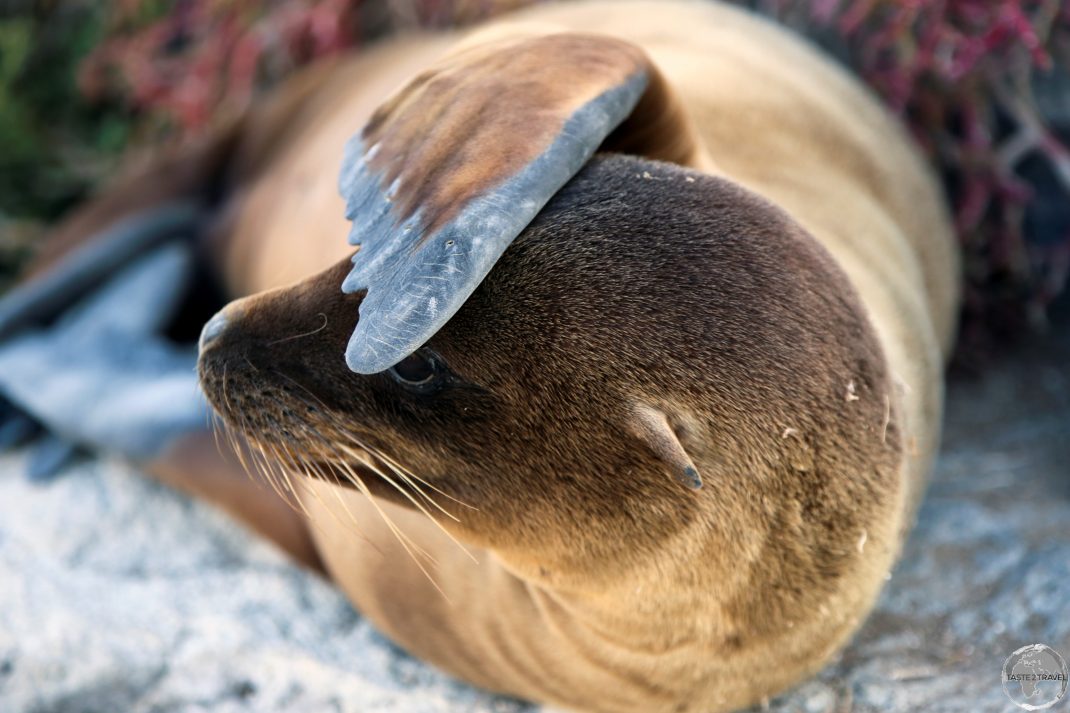 A playful Galápagos Sea lion on South Plaza Island.