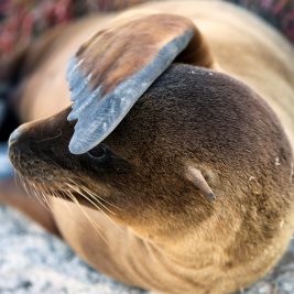 A playful Galápagos Sea lion on South Plaza Island.