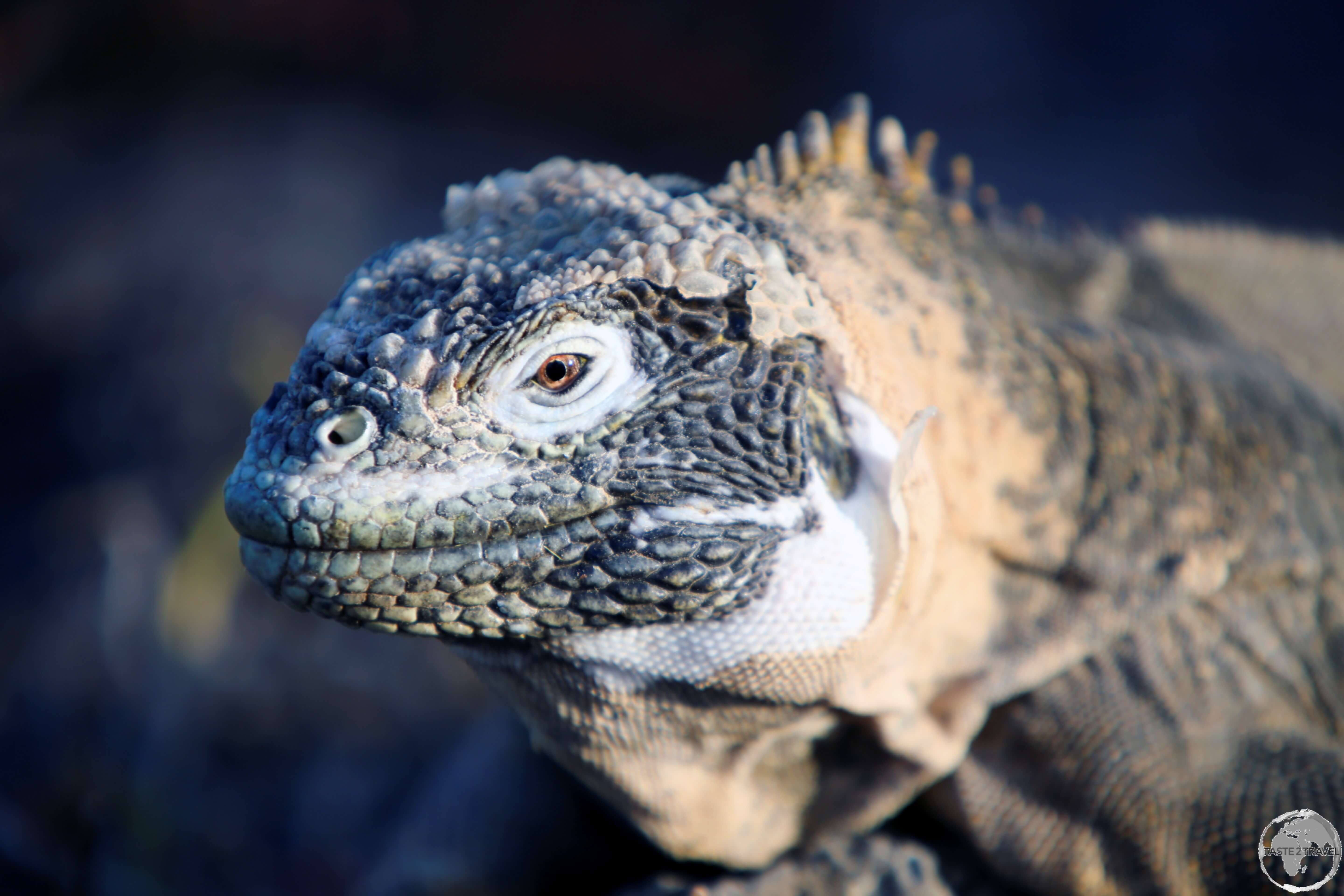 A male Galapagos land iguana on South Plaza Island.