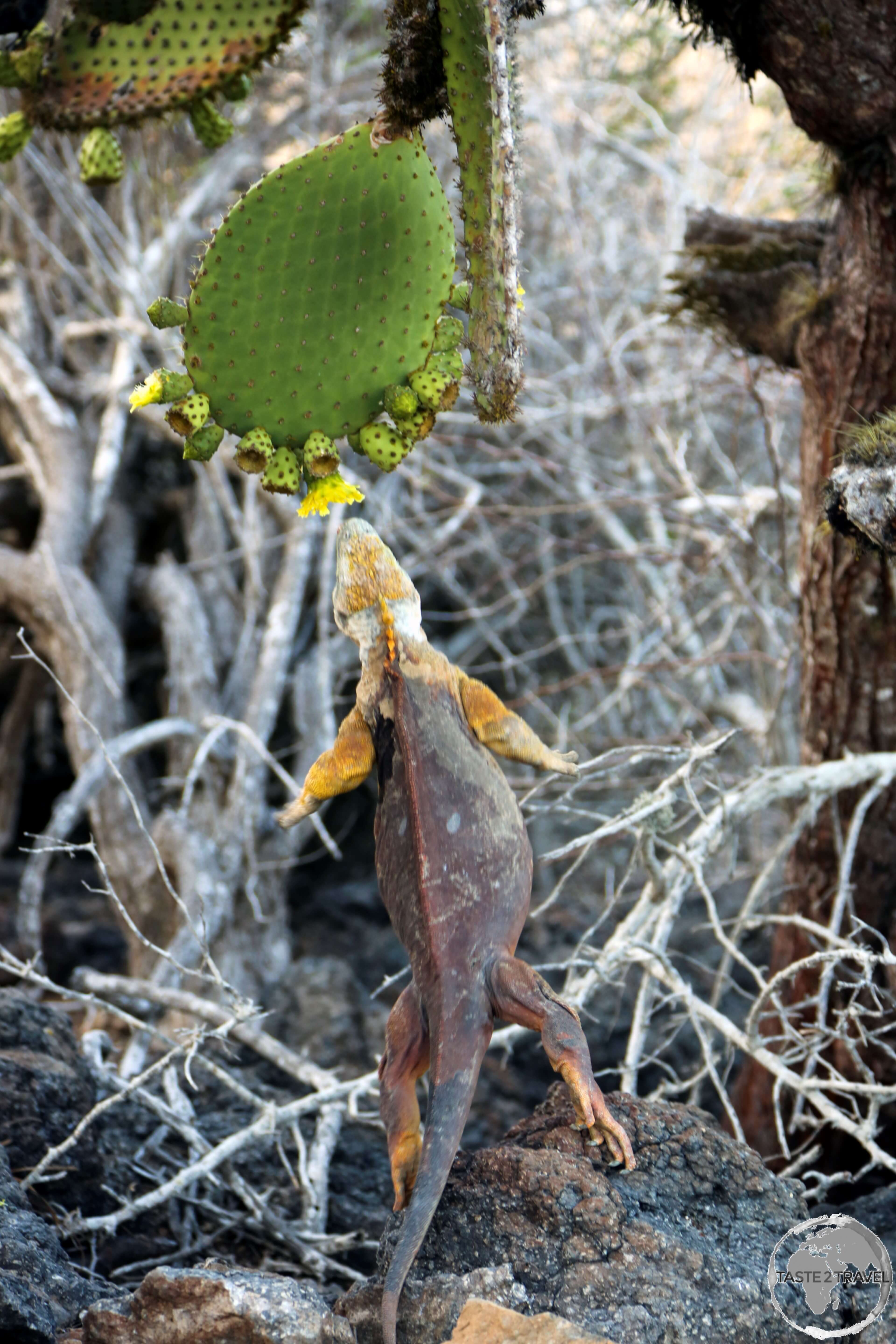 The yellow flowers of the Prickly-pear cactus are a favourite meal for Galapagos land iguanas on South Plaza Island.