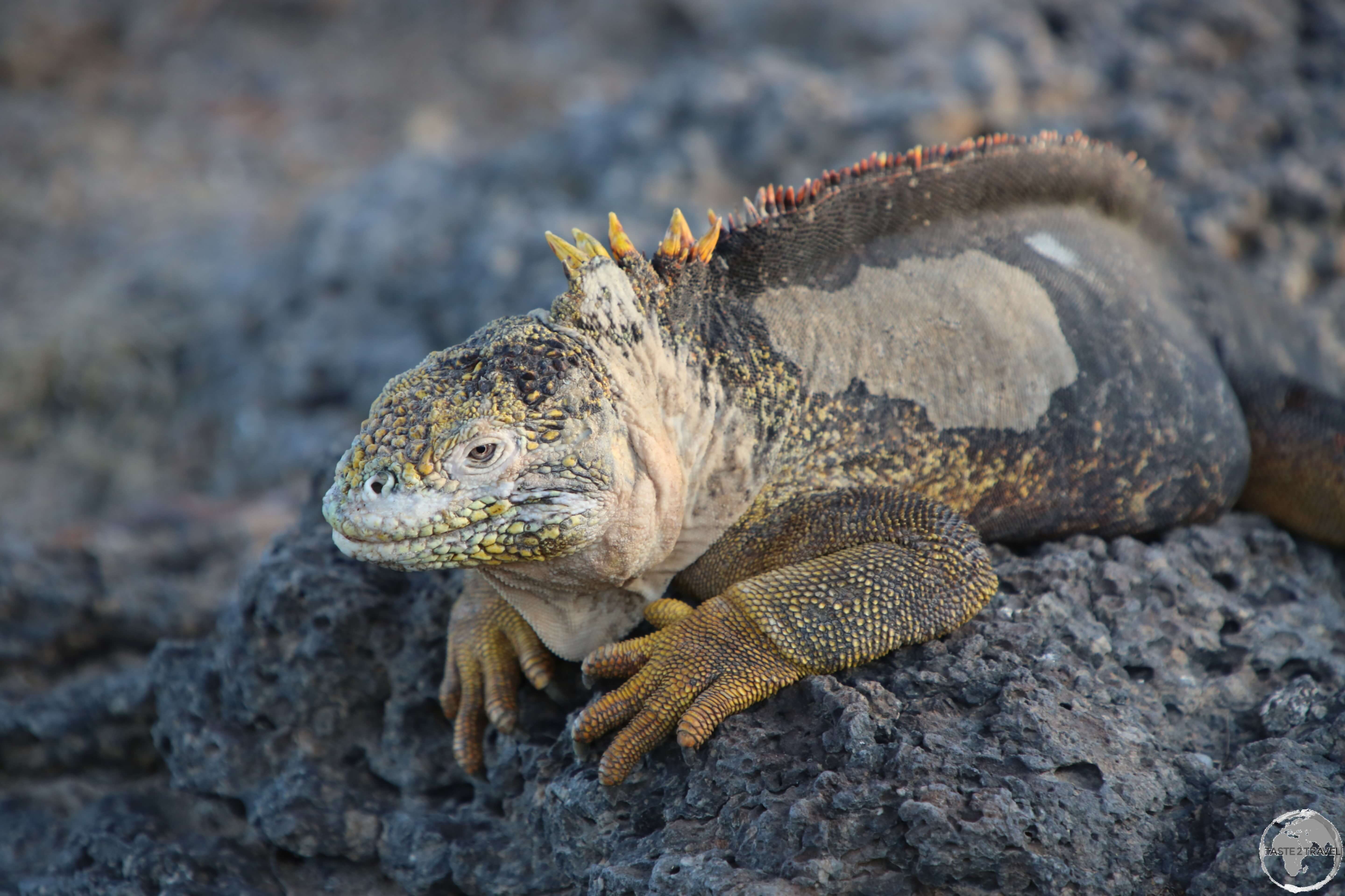 A Galapagos land iguana on South Plaza Island.