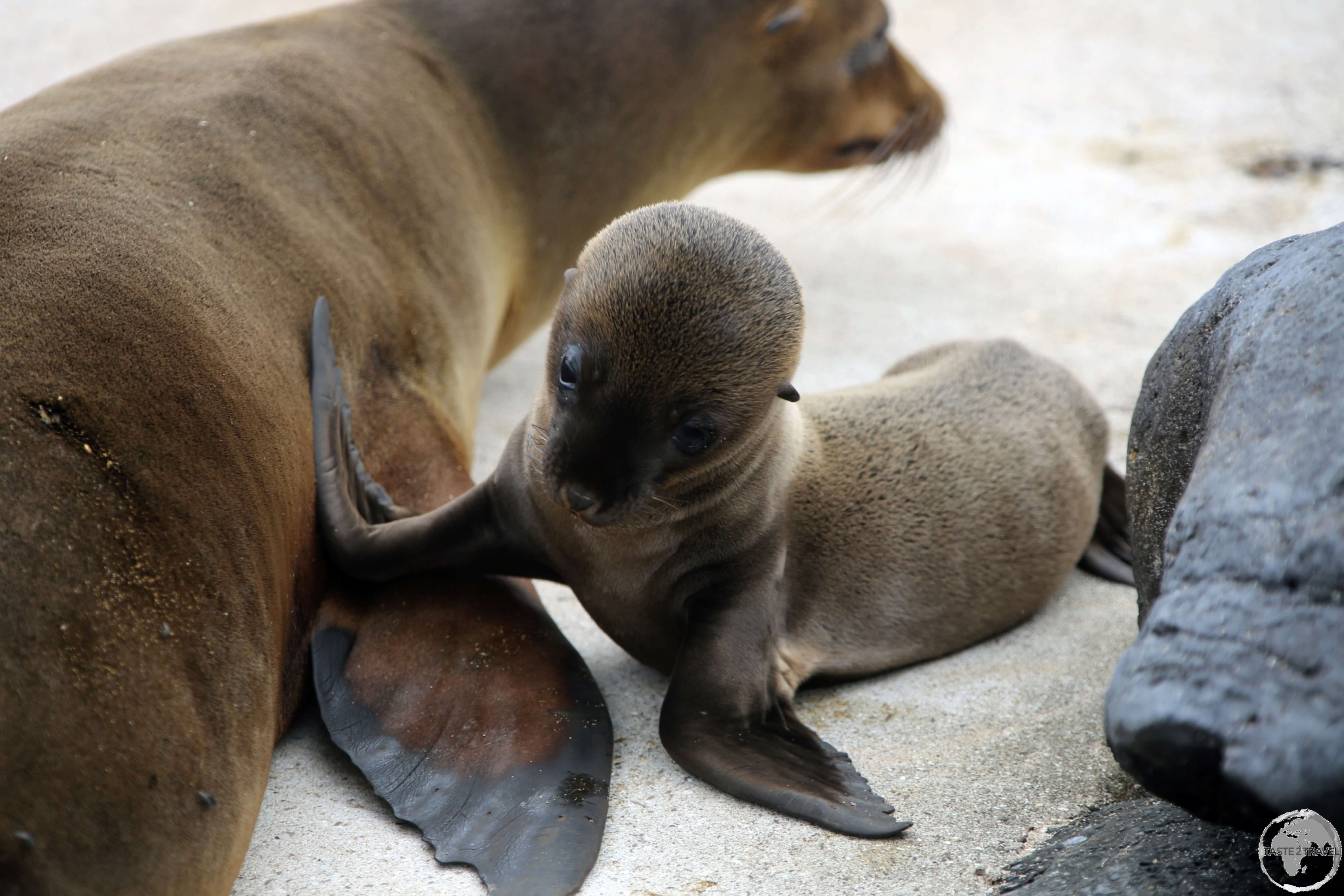 A Galápagos Sea lion pup on the beach at Punta Suarez. The presence of sea lions on the equator is all due to the cold waters of the Humboldt current. 