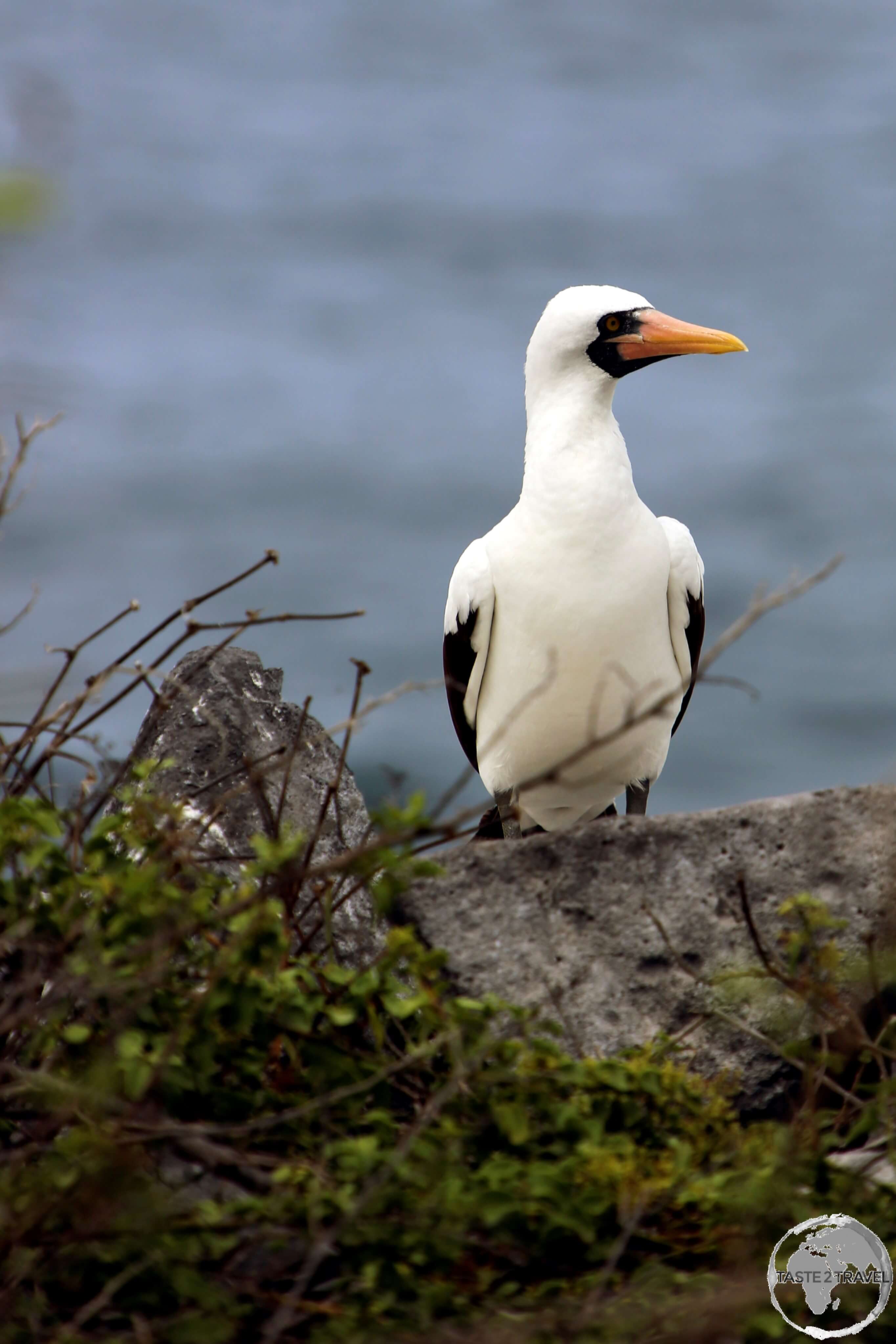 A male Nazca Booby at Punta Suarez, Española Island.