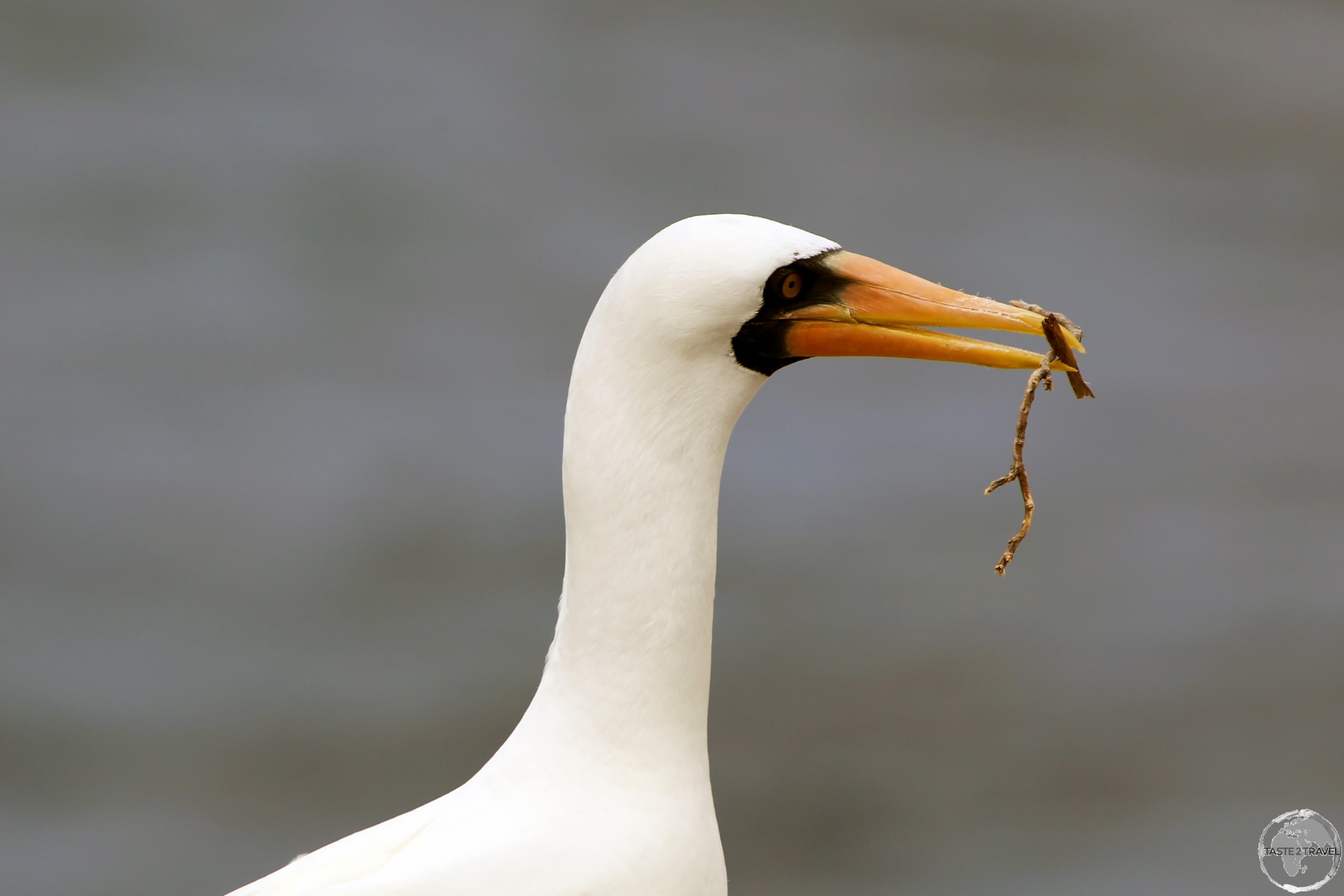 A Nazca Booby gathering nest material at Punta Suarez, Española Island.