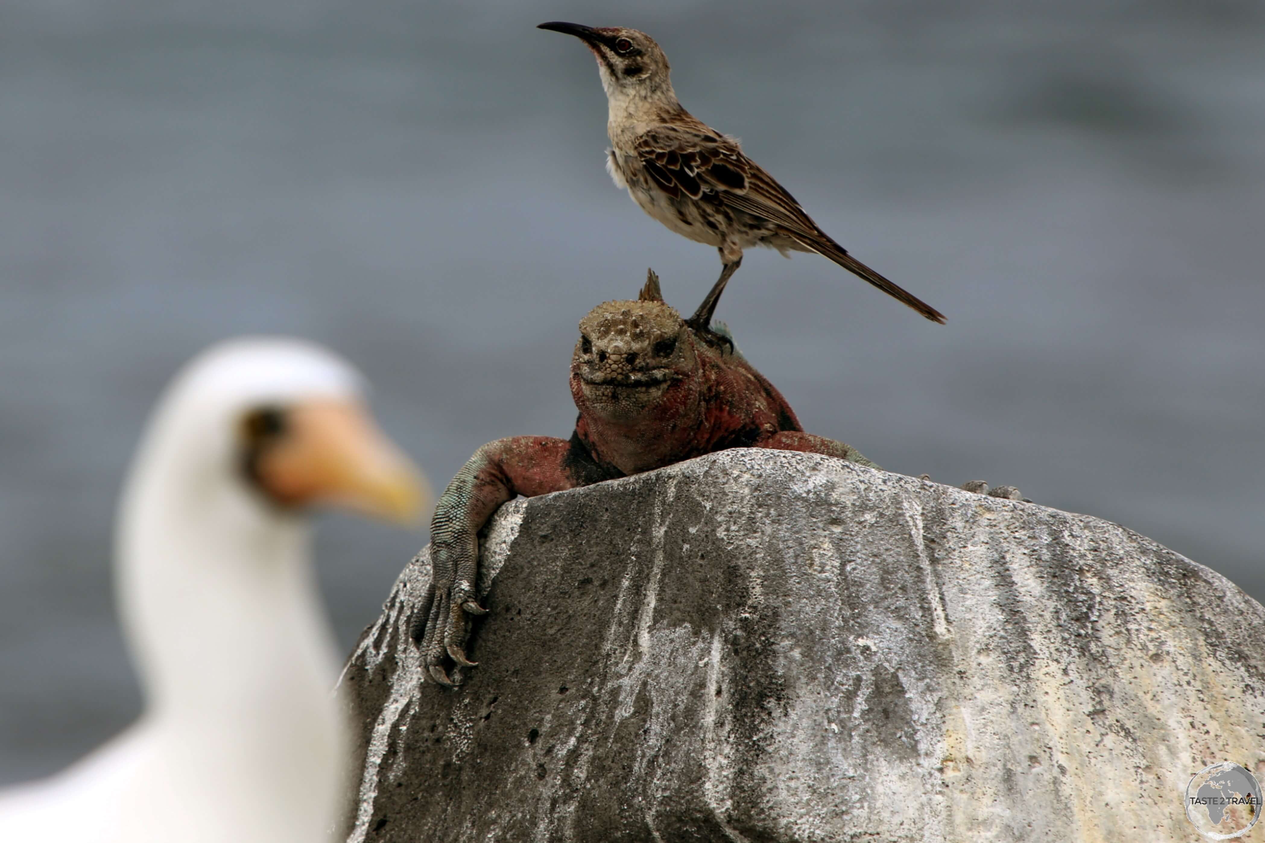 Wildlife everywhere at Punta Suarez, with an Española Mockingbird standing on top of a marine iguana and a Nazcar booby in the background.